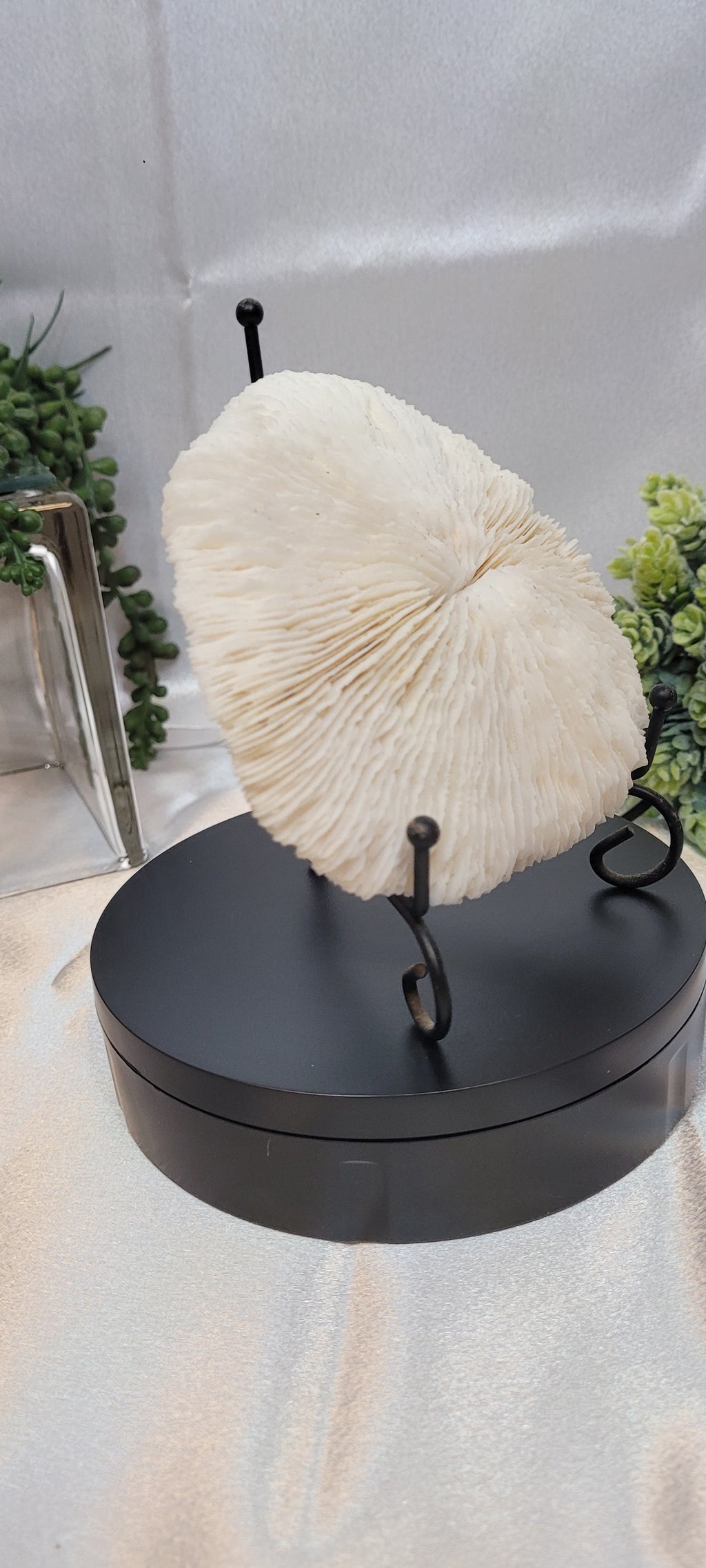 Mushroom Coral with display stand