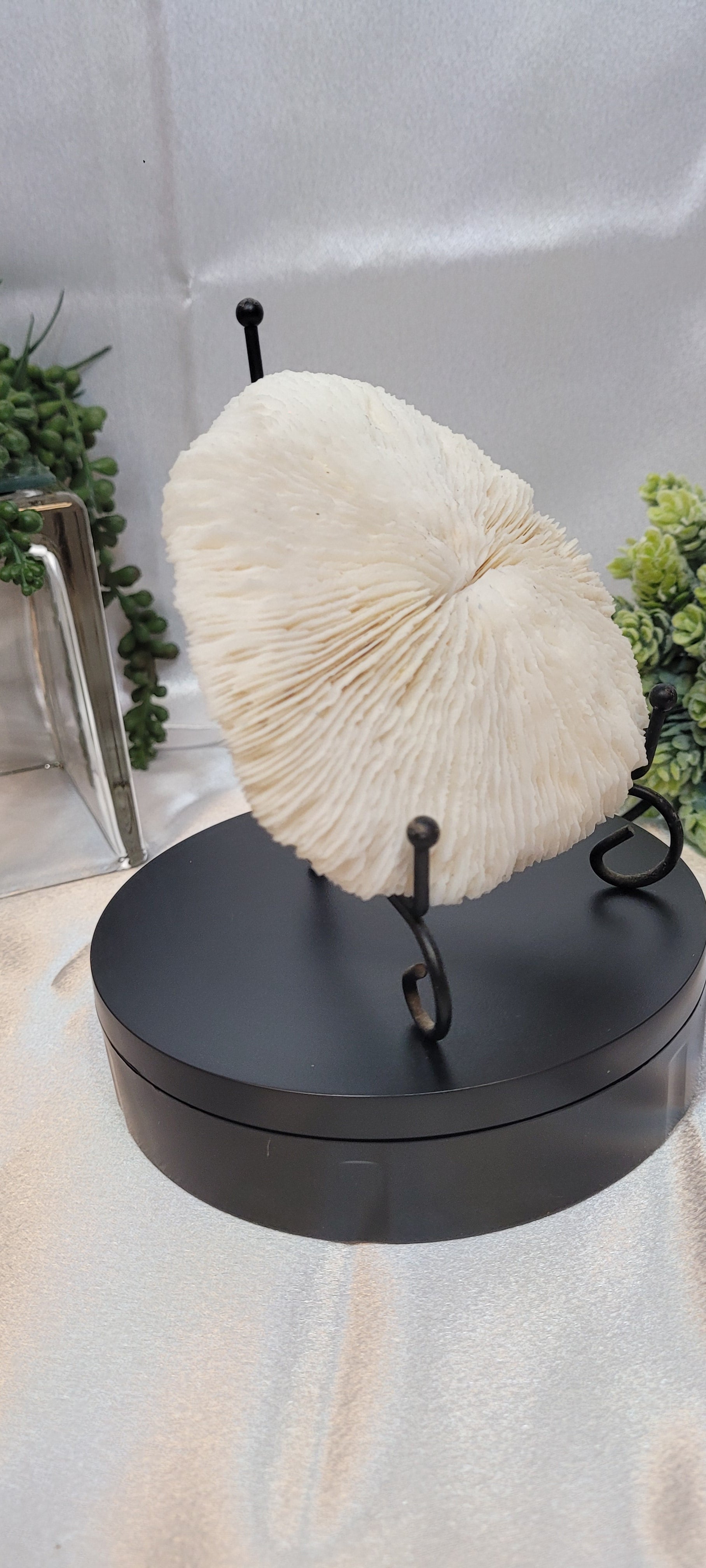 Mushroom Coral with display stand