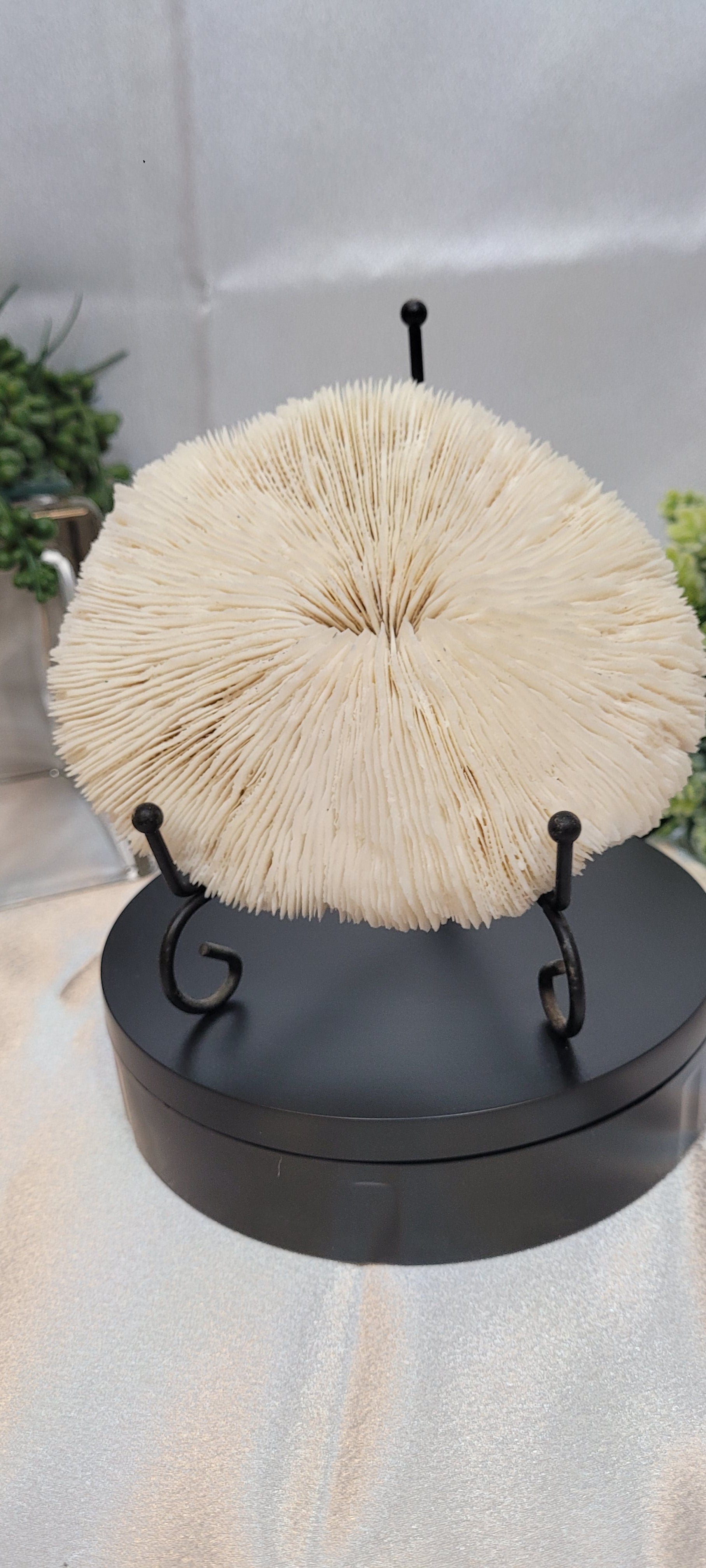 Mushroom Coral with display stand