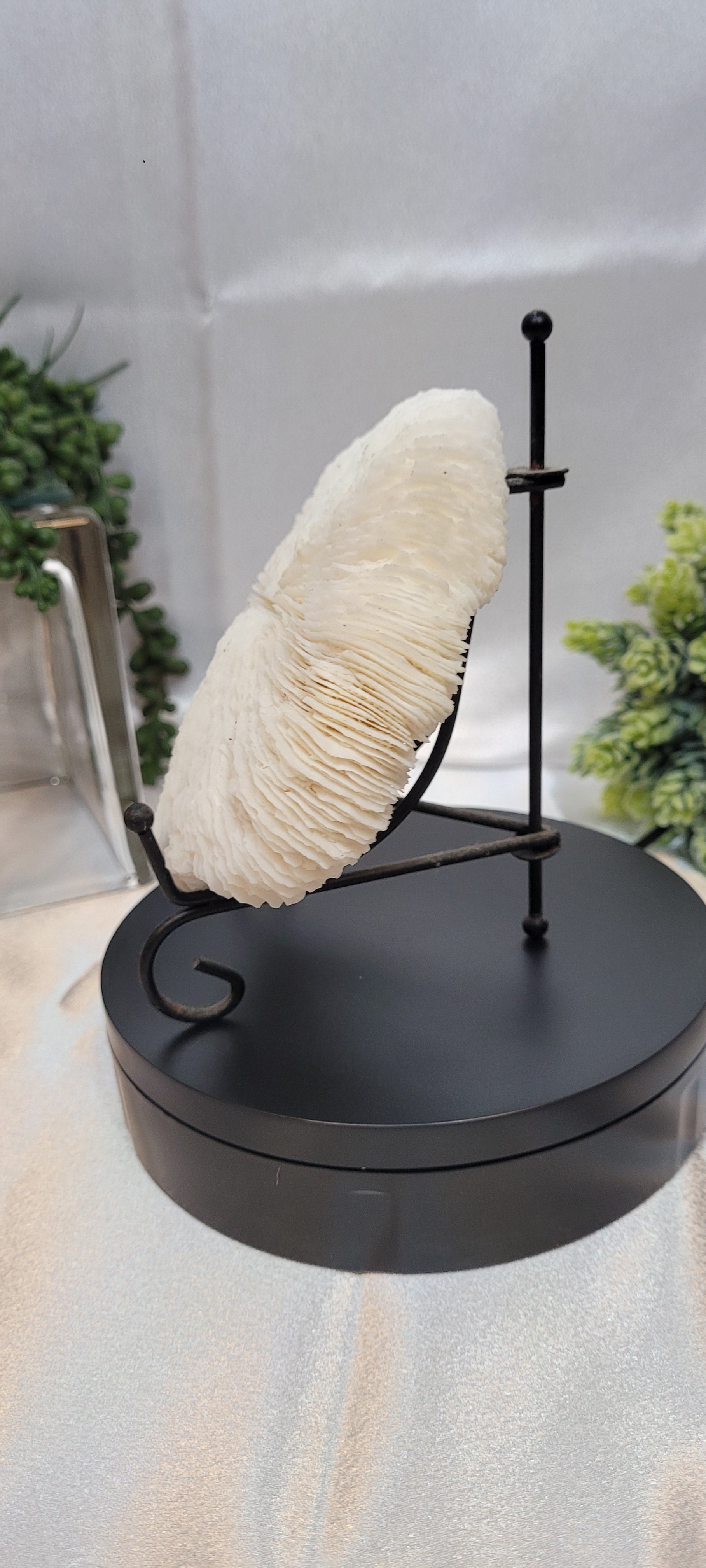 Mushroom Coral with display stand