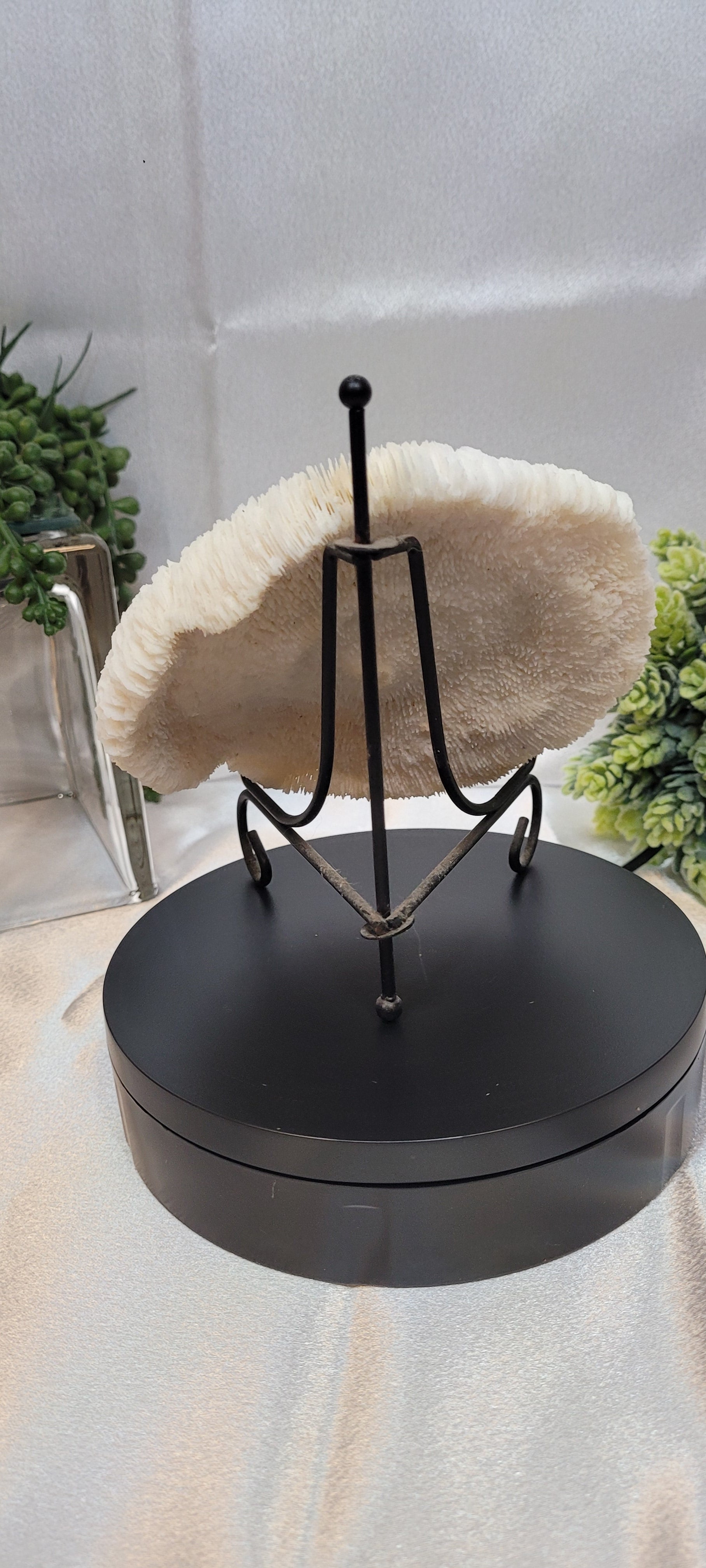Mushroom Coral with display stand