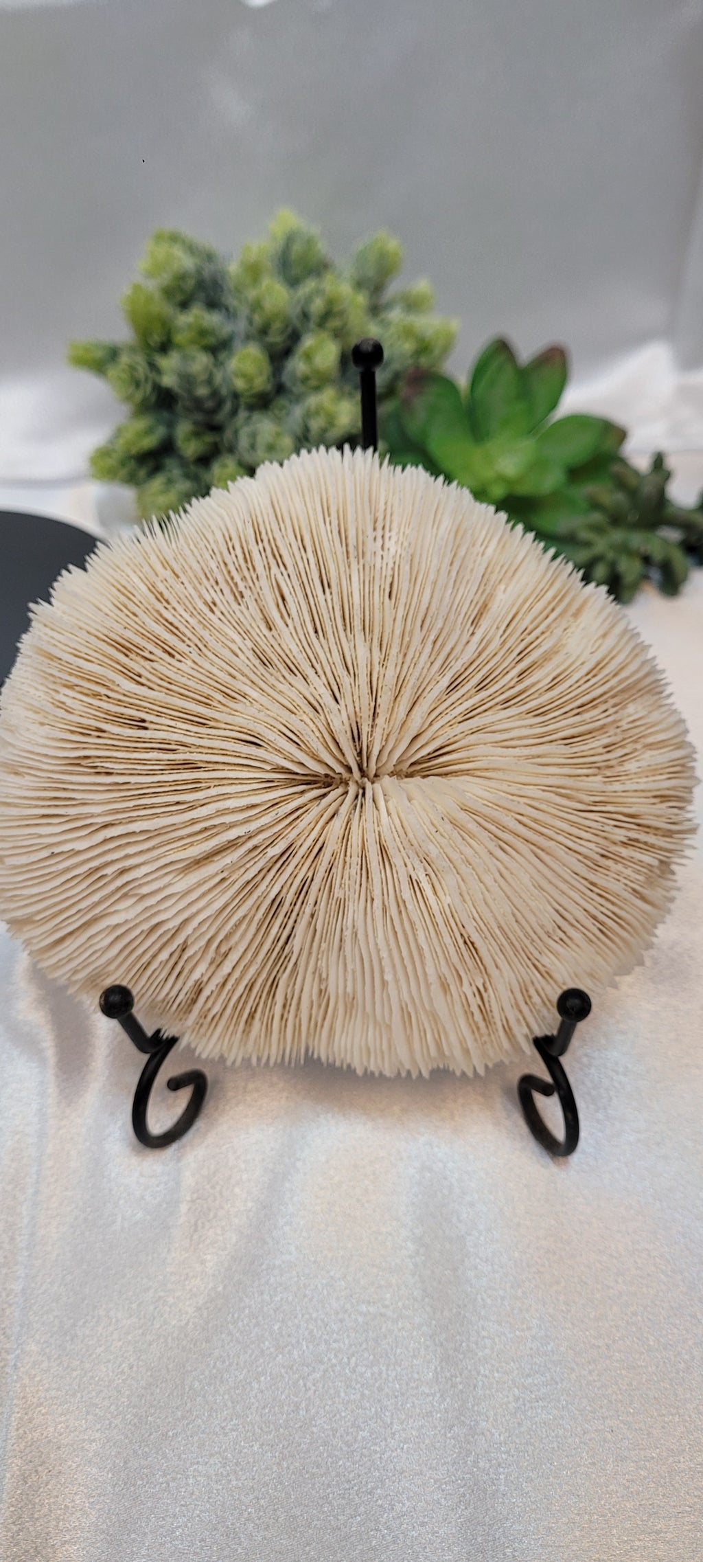 Mushroom Coral with display stand