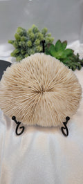 Mushroom Coral with display stand