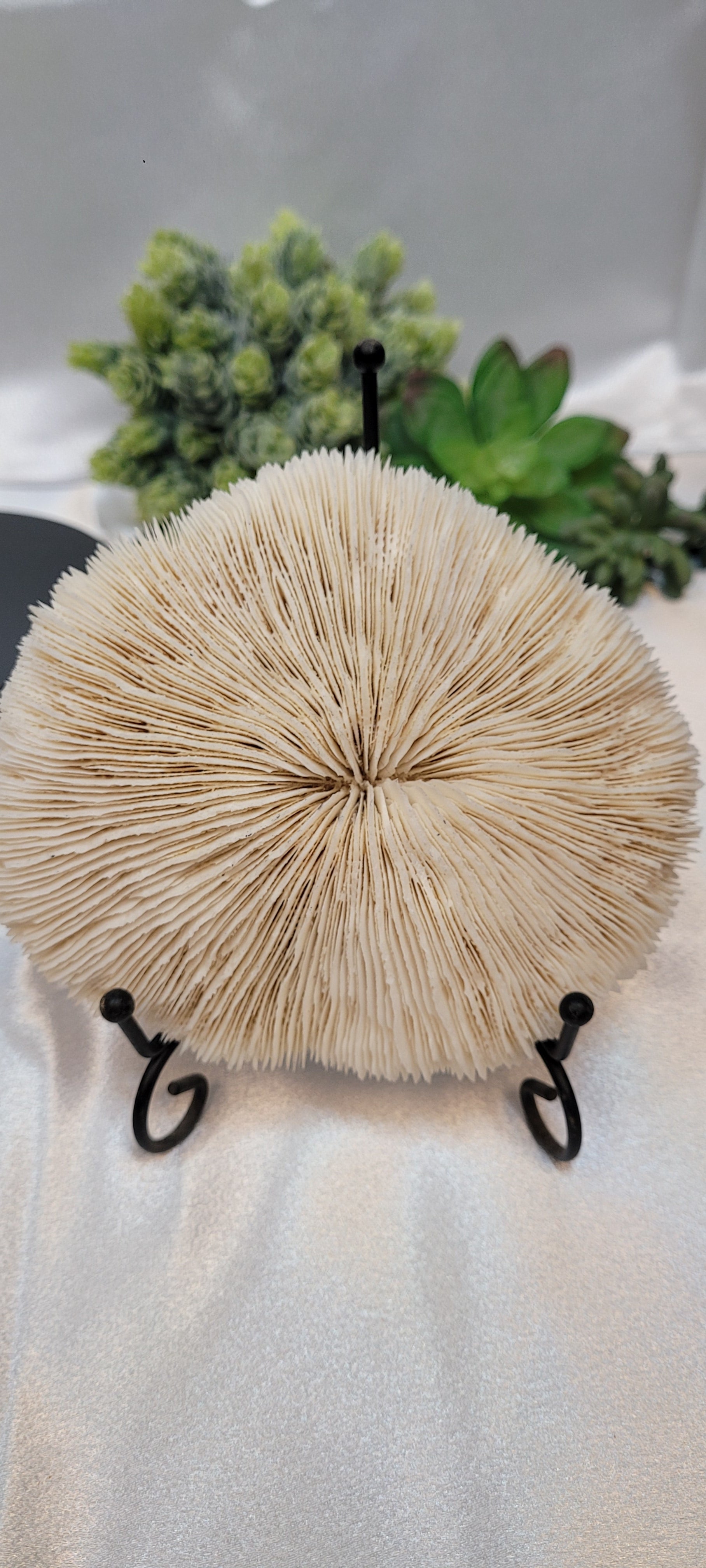 Mushroom Coral with display stand