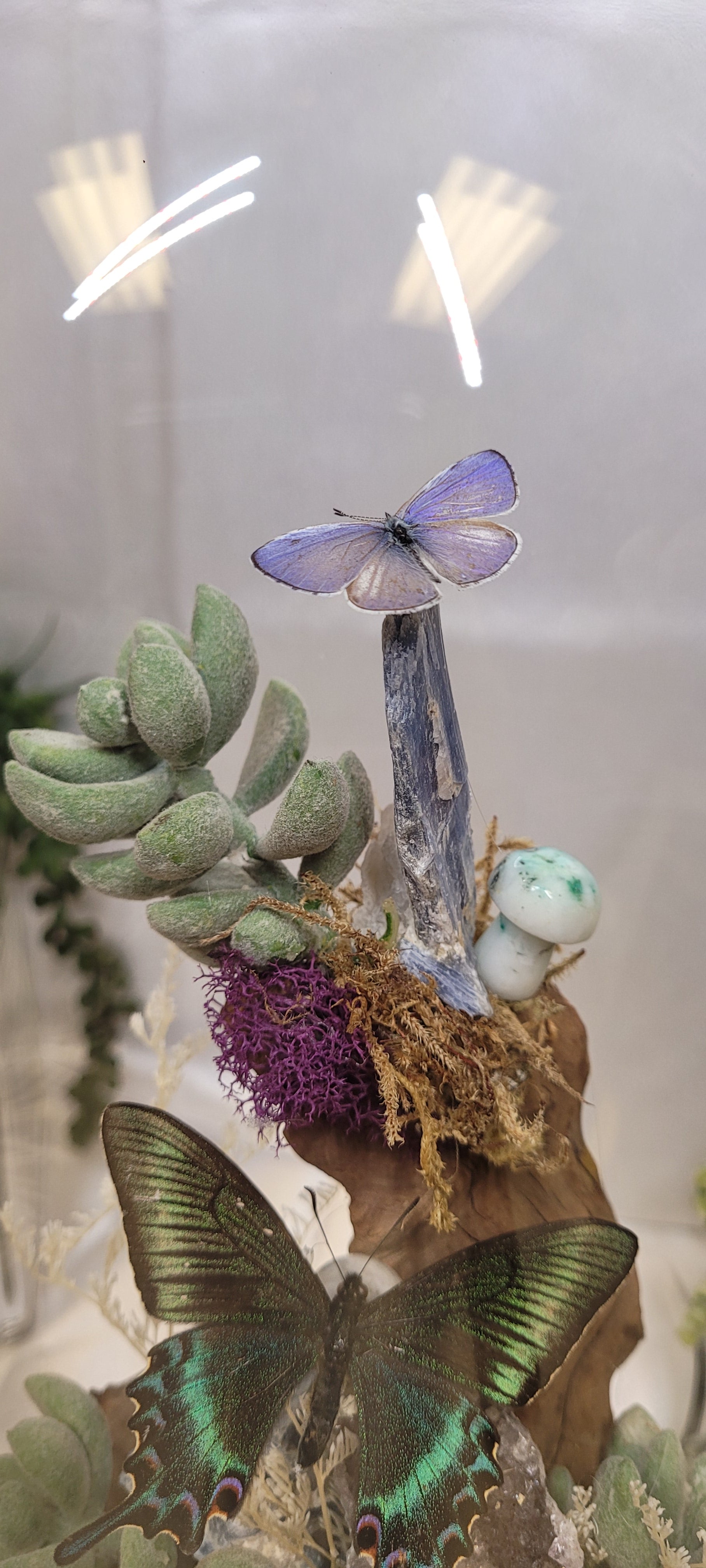 The Twilight Conservatory • Crystal Butterfly Bell Jar