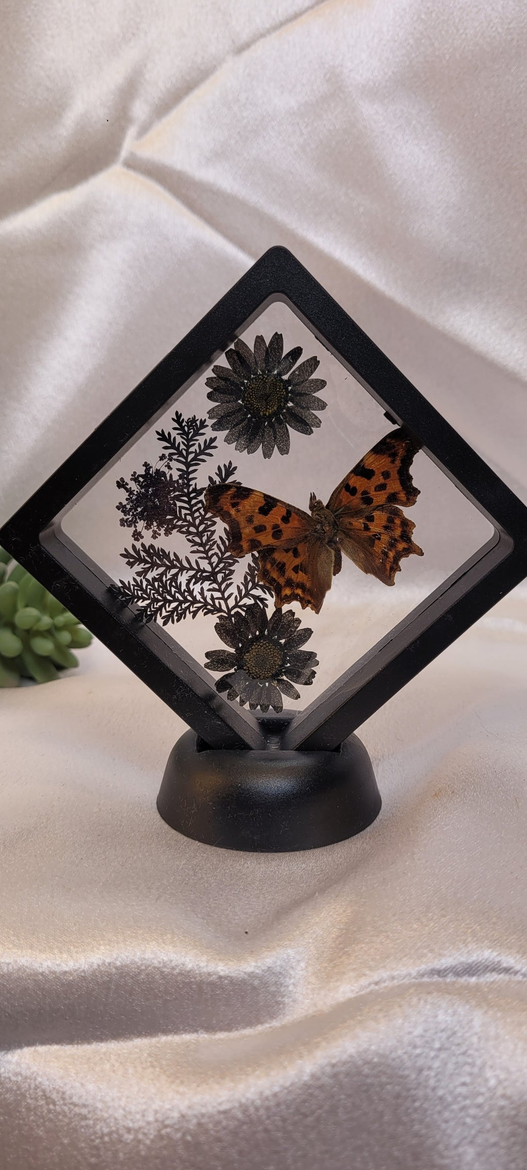 Butterfly Shadowbox Curio Frame