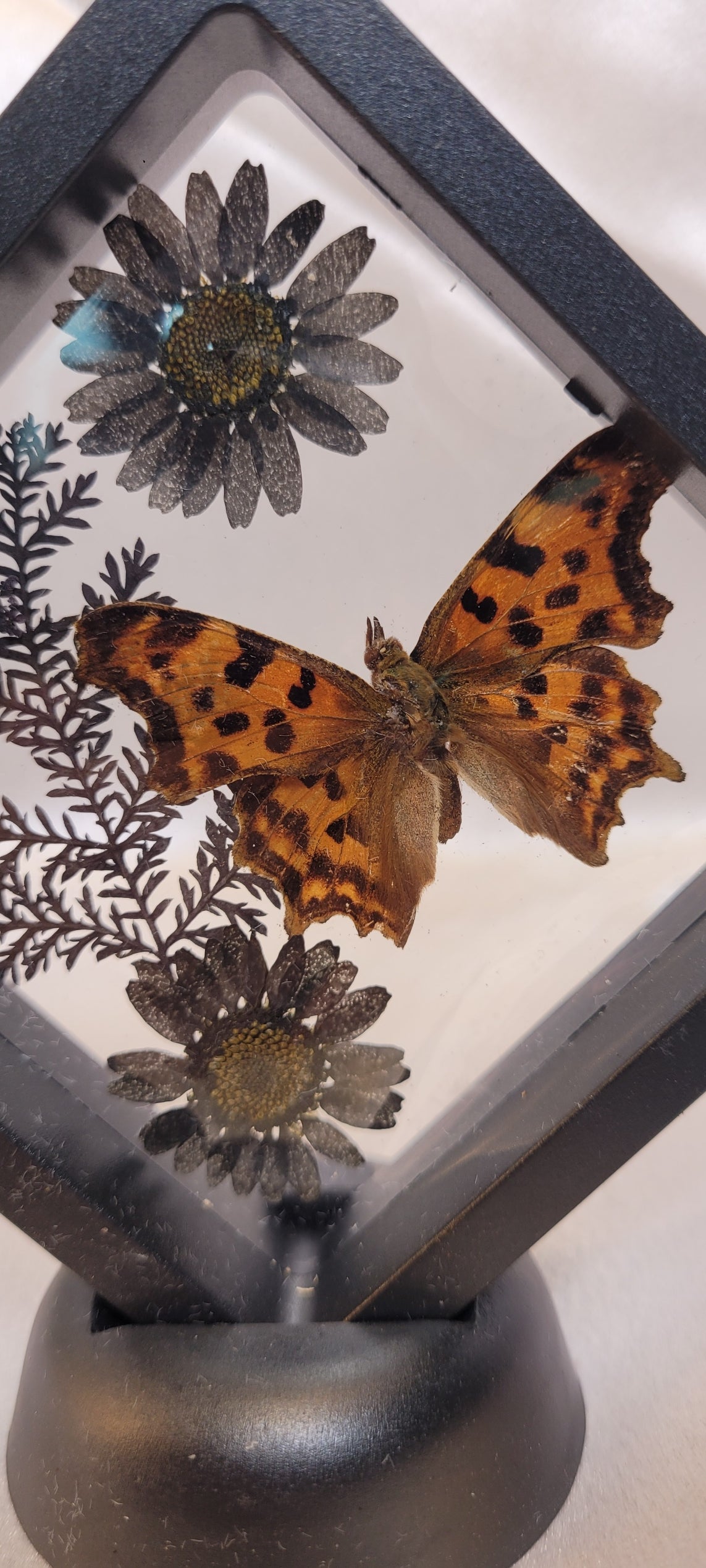 Butterfly Shadowbox Curio Frame