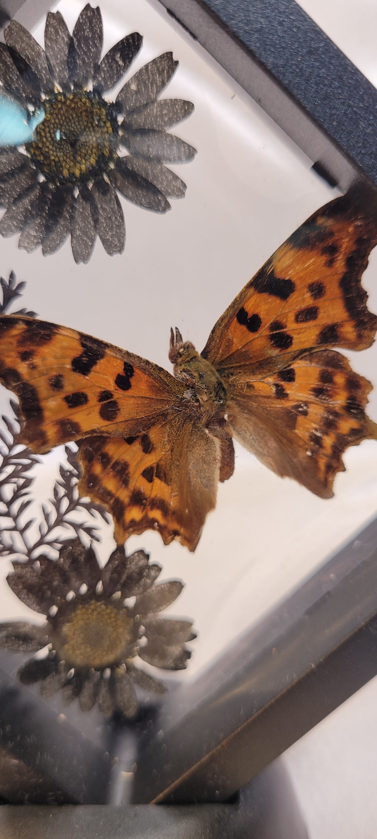 Butterfly Shadowbox Curio Frame