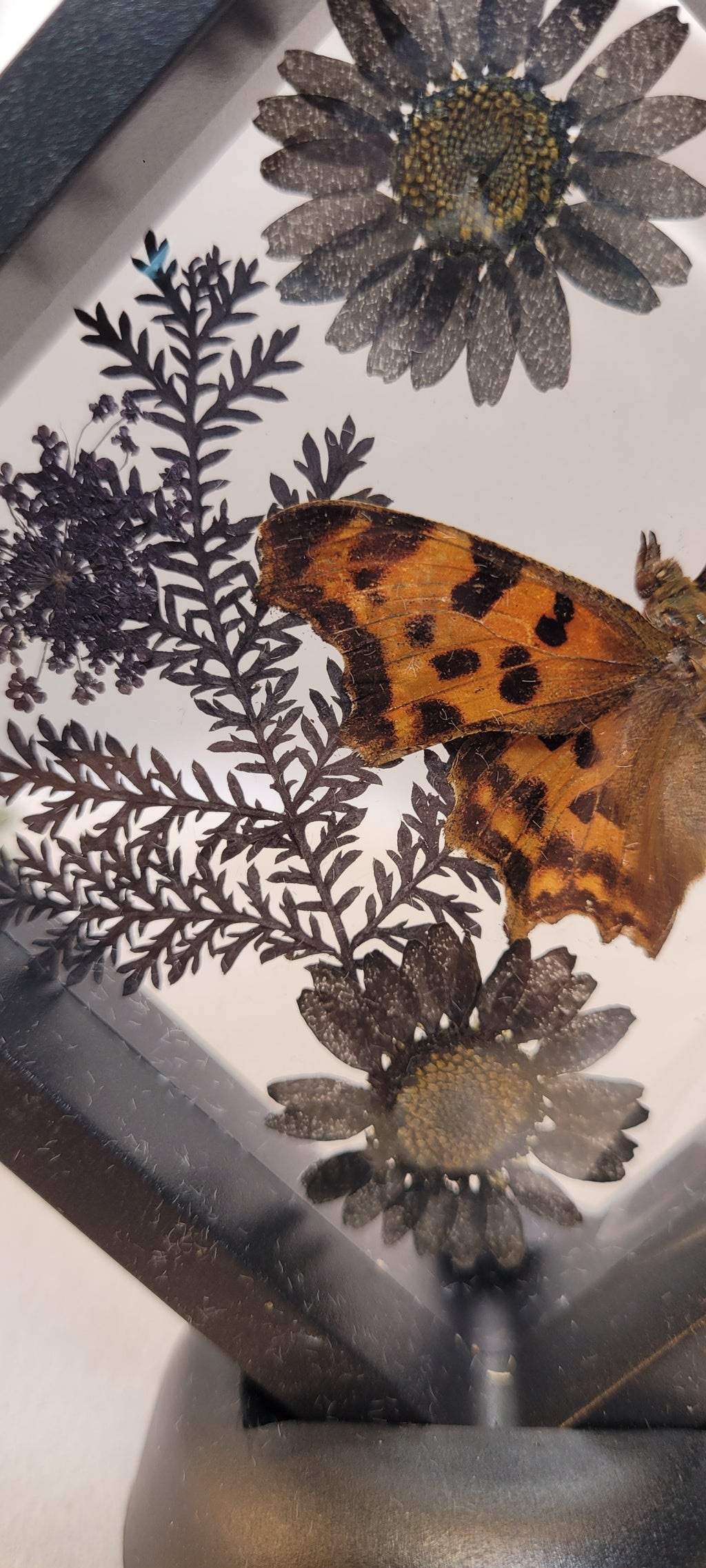 Butterfly Shadowbox Curio Frame