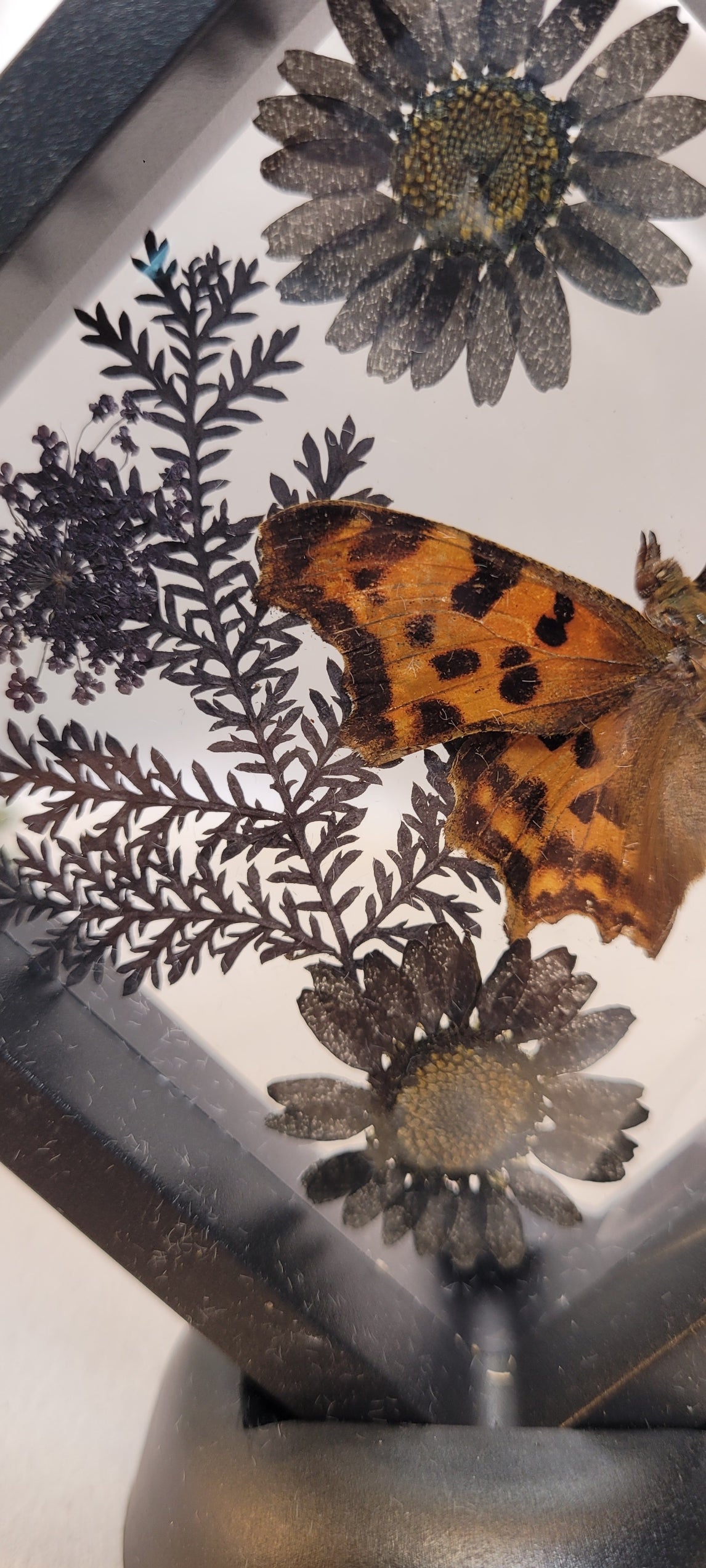 Butterfly Shadowbox Curio Frame