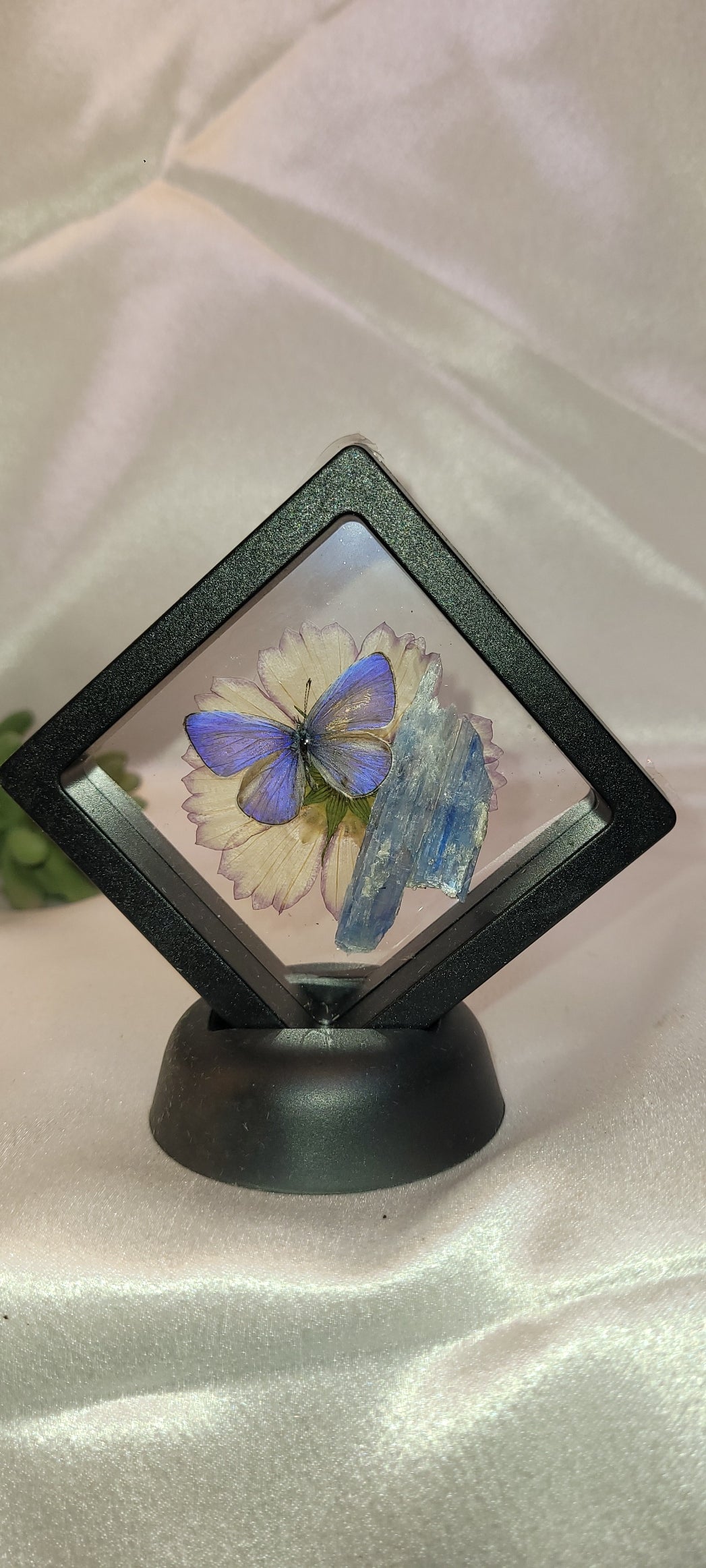 Butterfly & Blue Kyanite Curio Frame