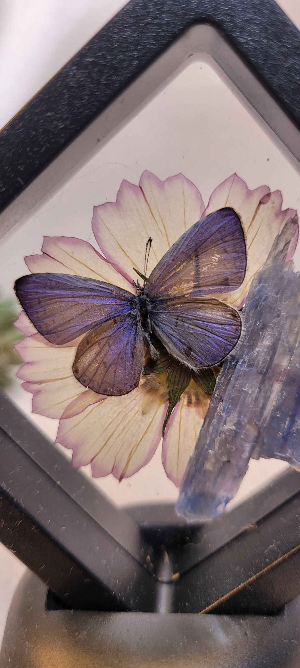 Butterfly & Blue Kyanite Curio Frame