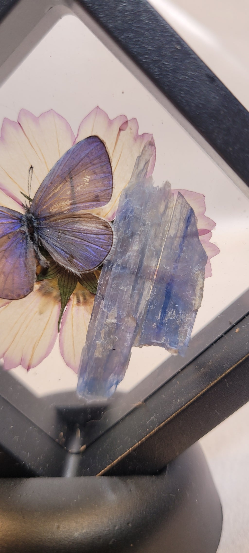 Butterfly & Blue Kyanite Curio Frame