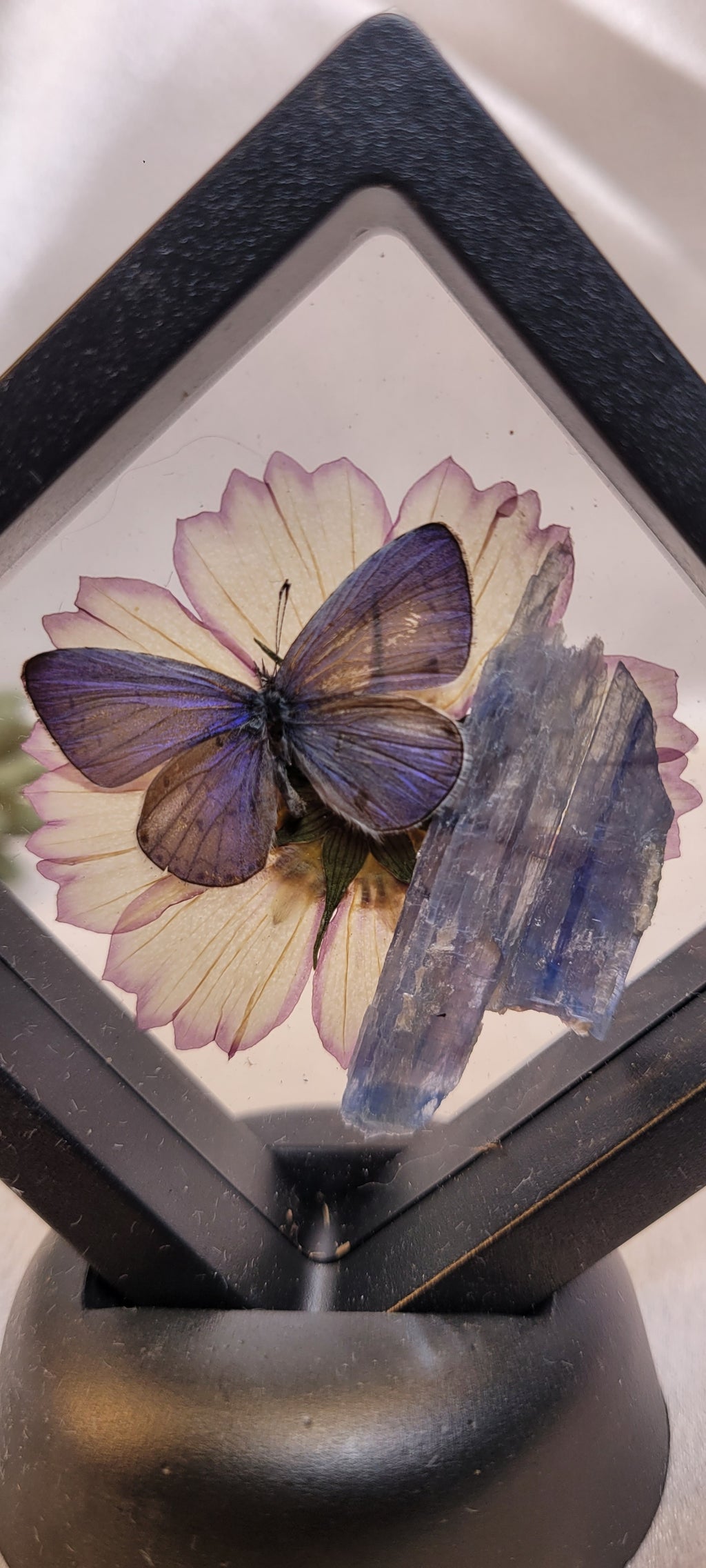 Butterfly & Blue Kyanite Curio Frame