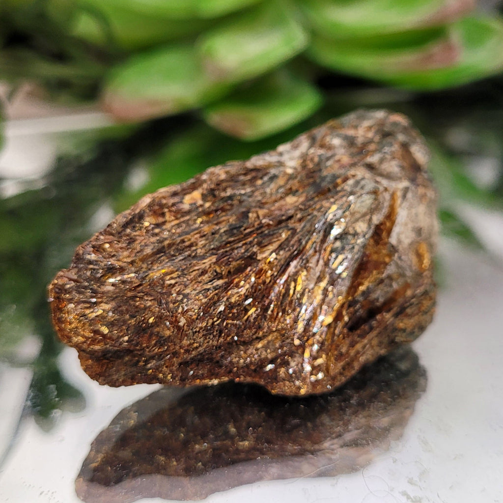 Astrophyllite Rough Specimen | Golden Starburst Crystal in Matrix | 28g
