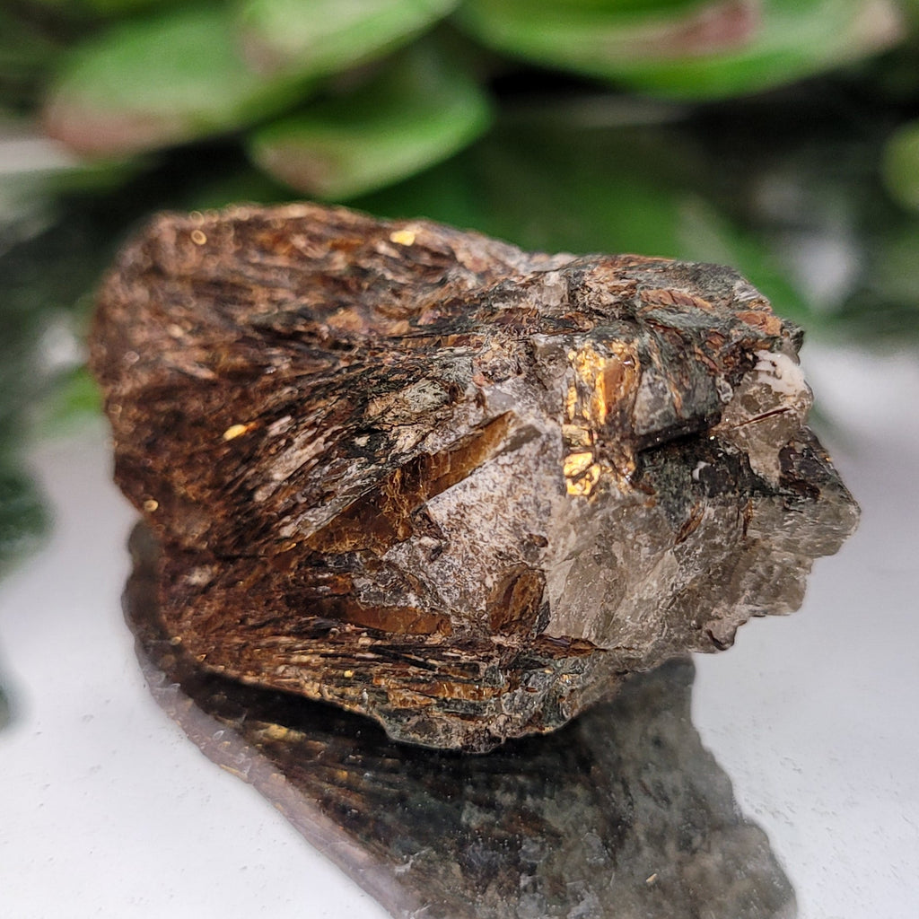 Astrophyllite Rough Specimen | Golden Starburst Crystal in Matrix | 28g