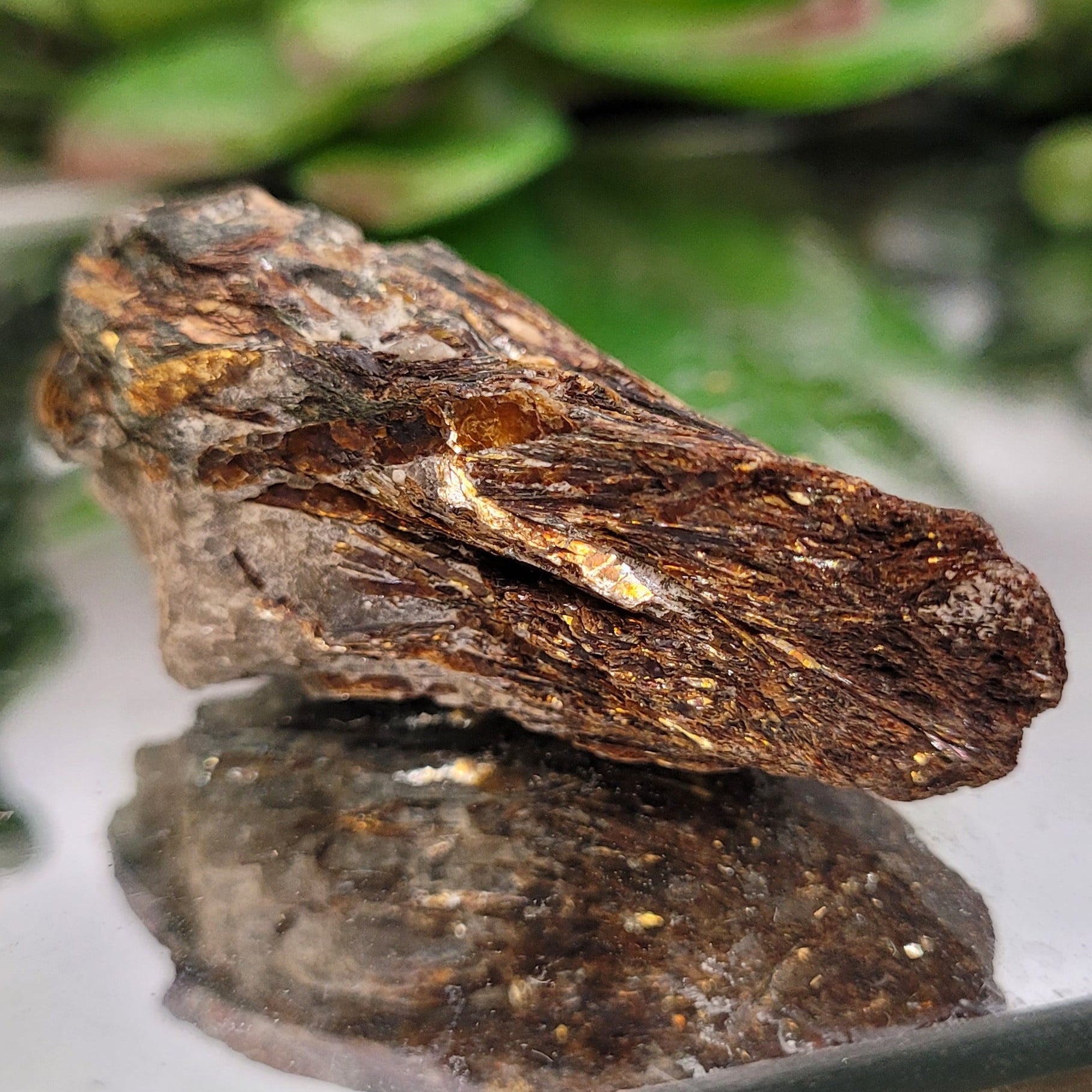 Astrophyllite Rough Specimen | Golden Starburst Crystal in Matrix | 28g