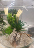Aventurine Angel Crystal Terrarium