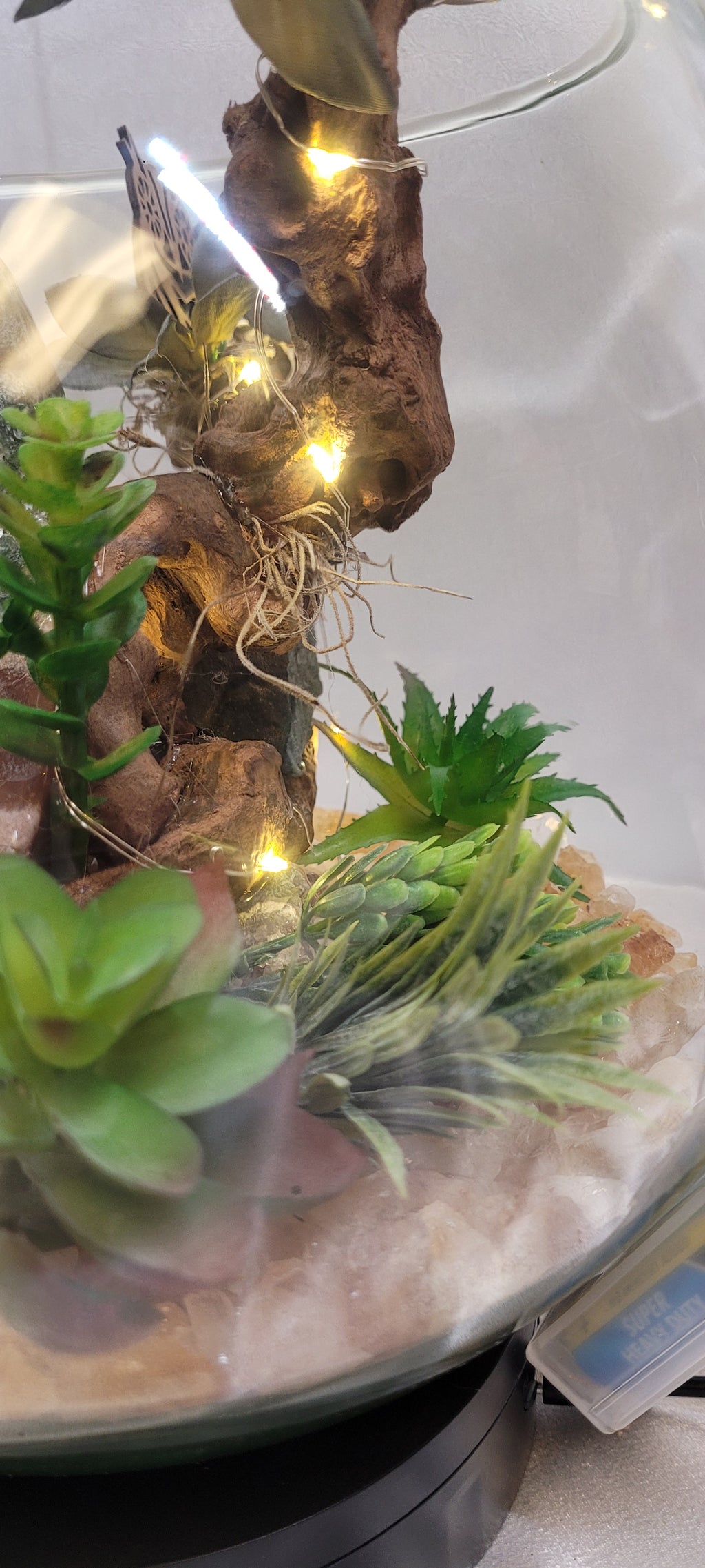 Mystic Moon Terrarium