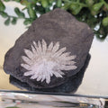 Natural Chrysanthemum Stone Specimen | White Flower Formation in Black Matrix | 143g