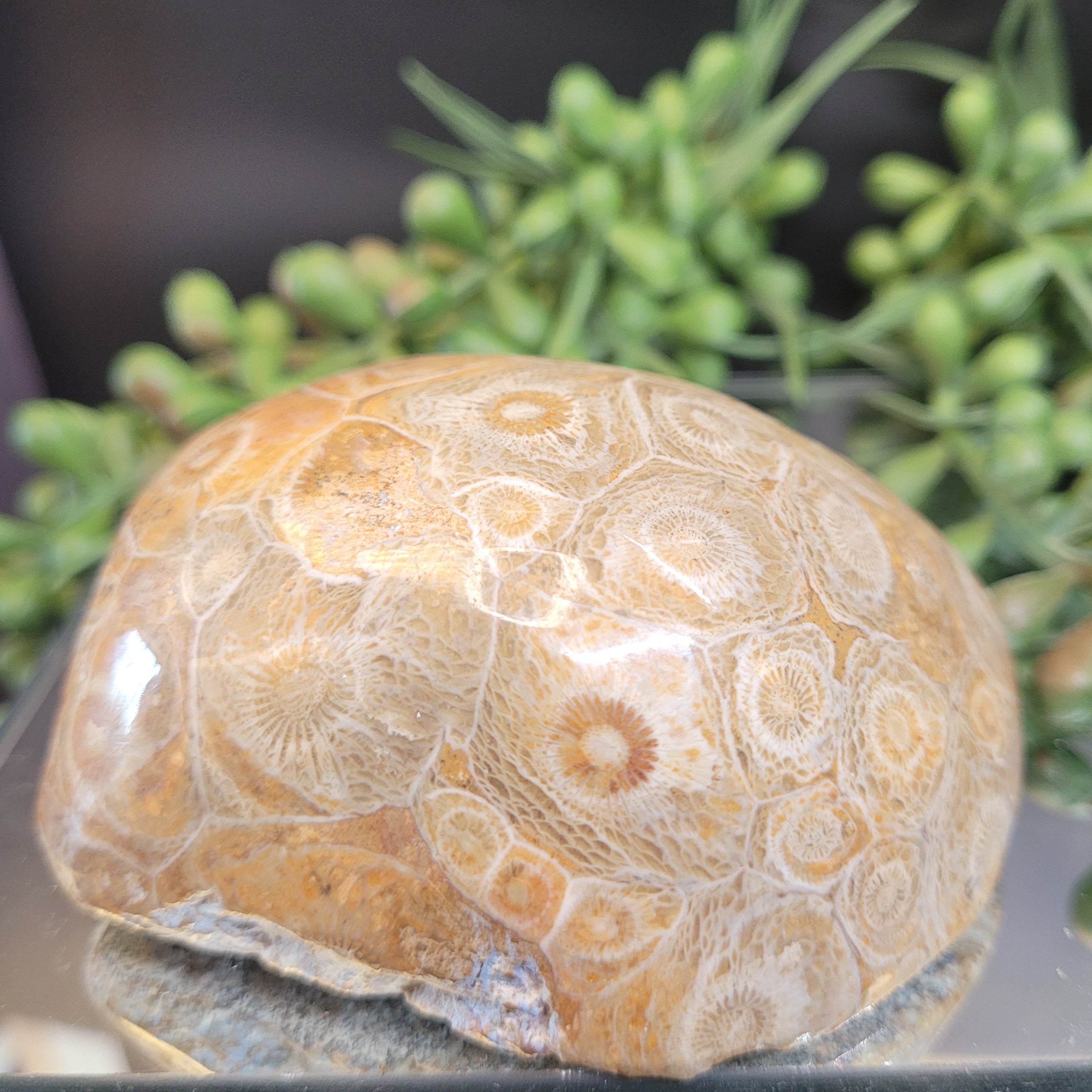 Petoskey Stone Fossil Coral Freeform