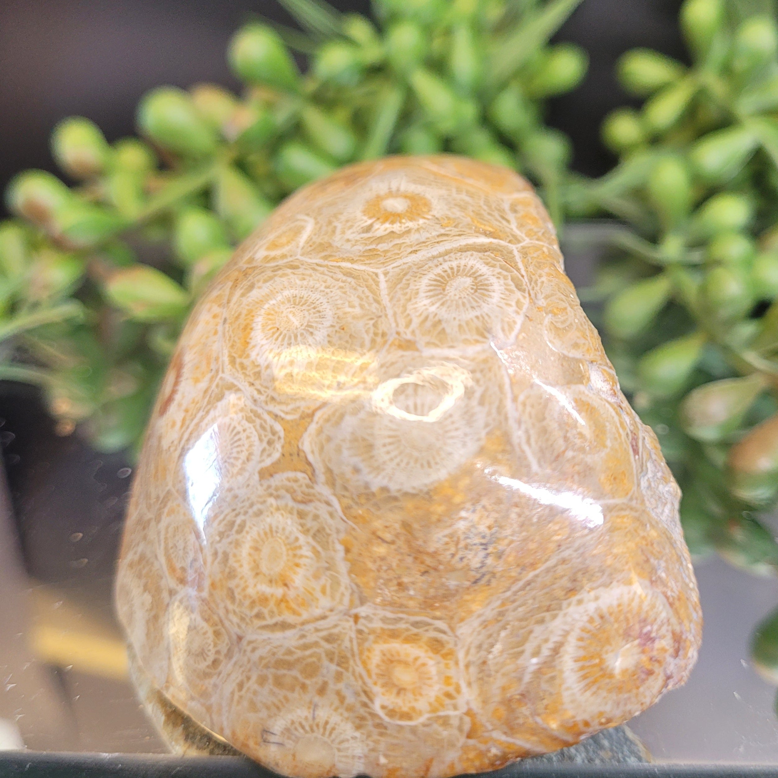 Petoskey Stone Fossil Coral Freeform