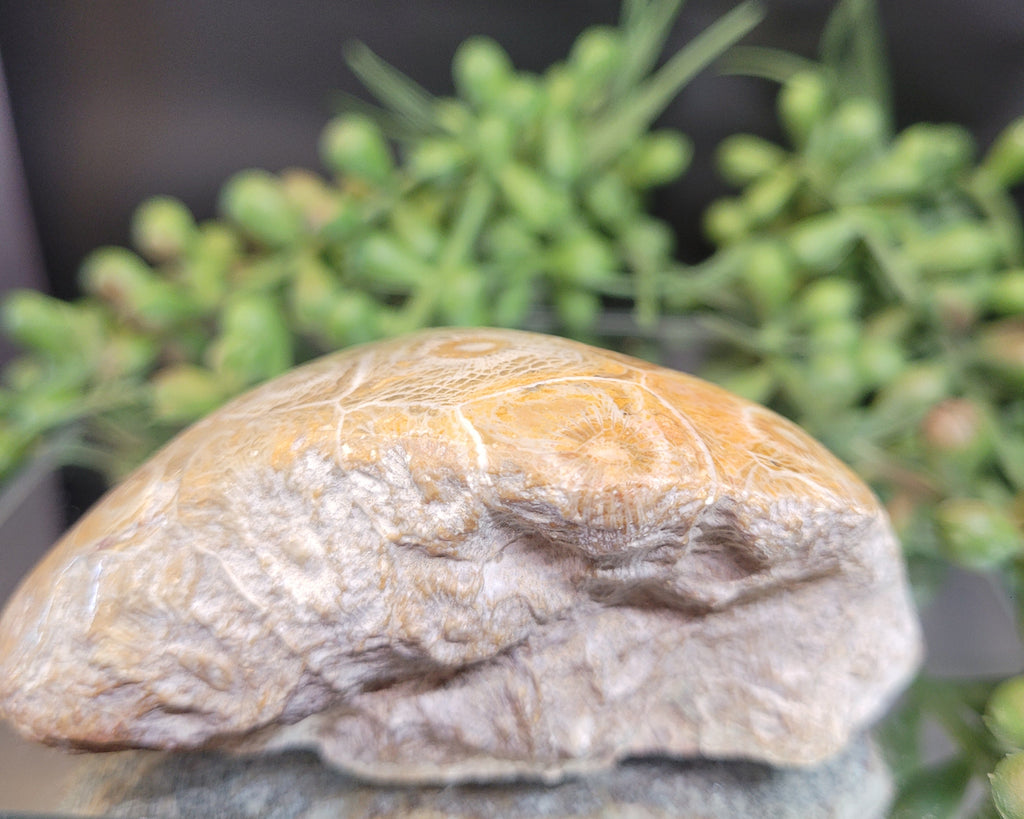 Petoskey Stone Fossil Coral Freeform