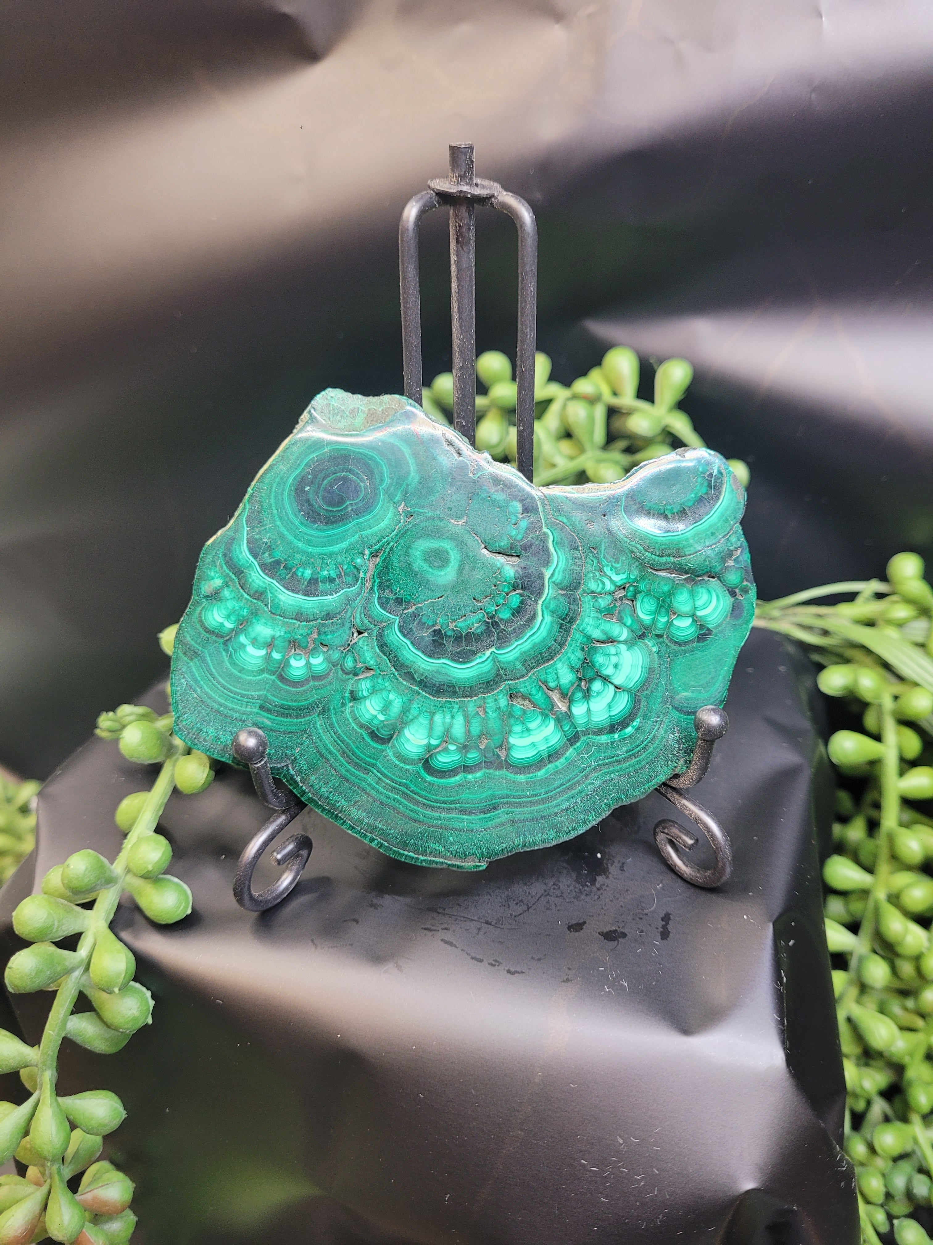 Malachite Slice • Polished Natural Cross Section