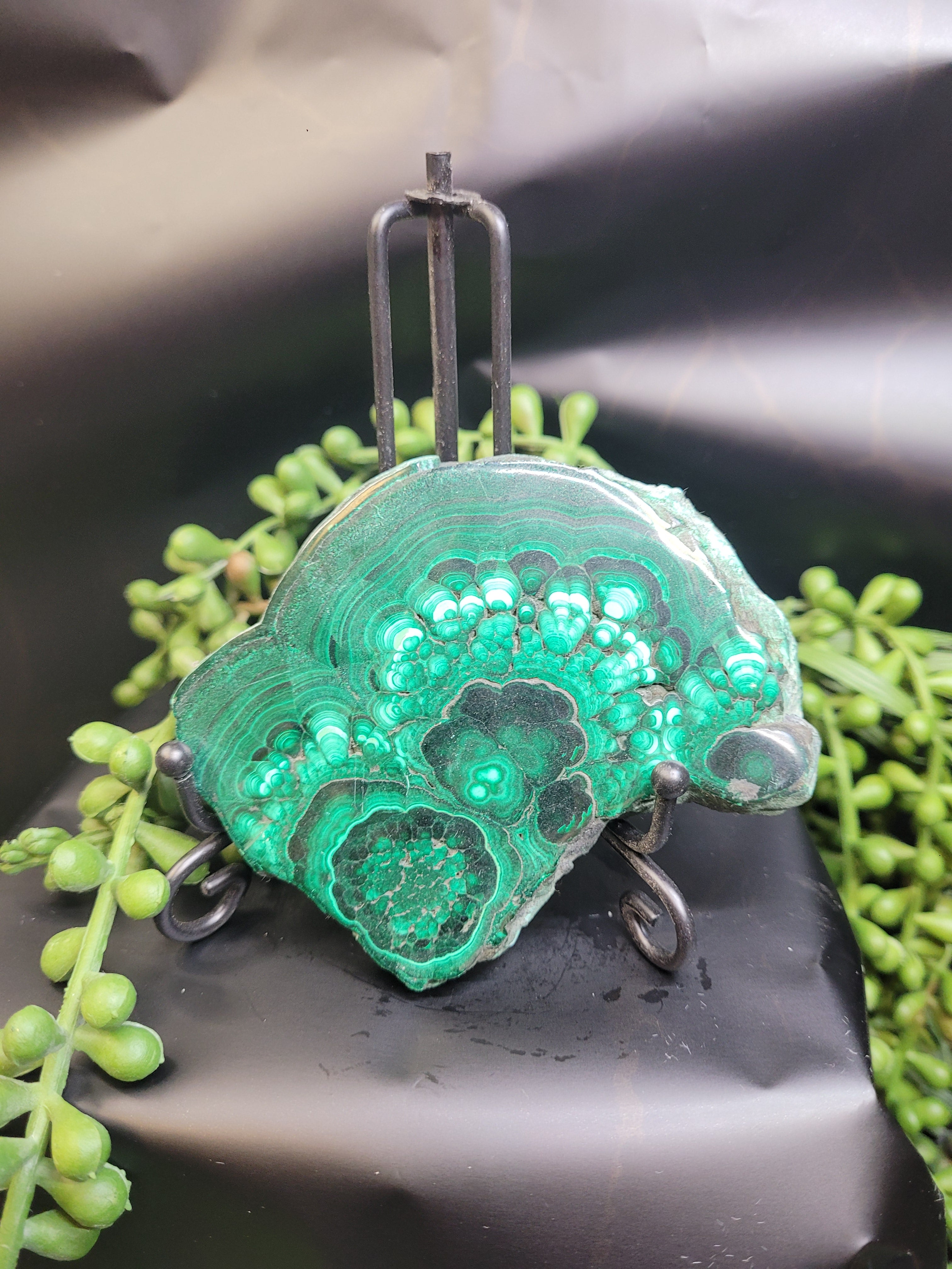 Malachite Slice • Polished Natural Cross Section
