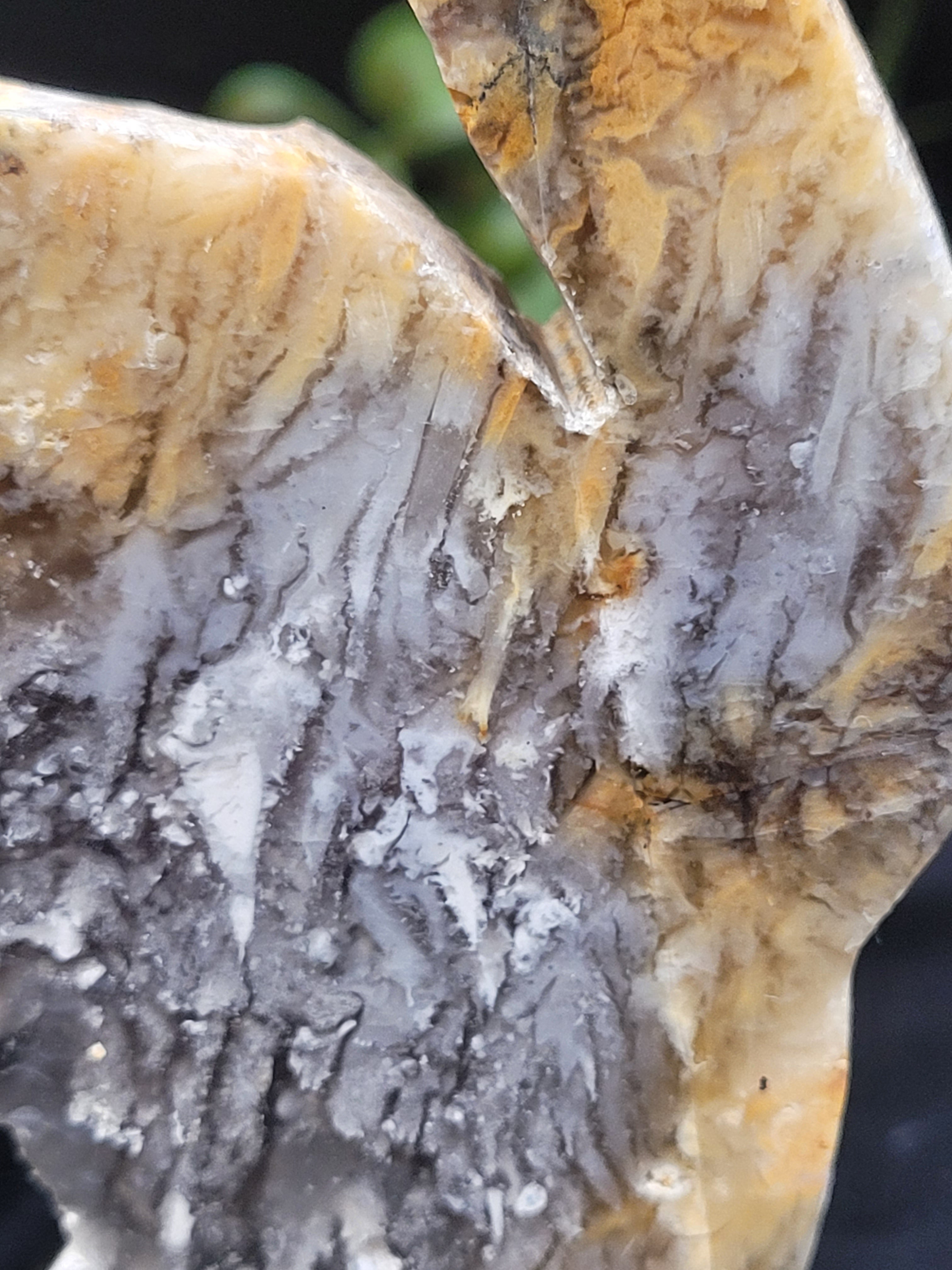 Blue Plume Agate Cat • Autumn Plume Carving