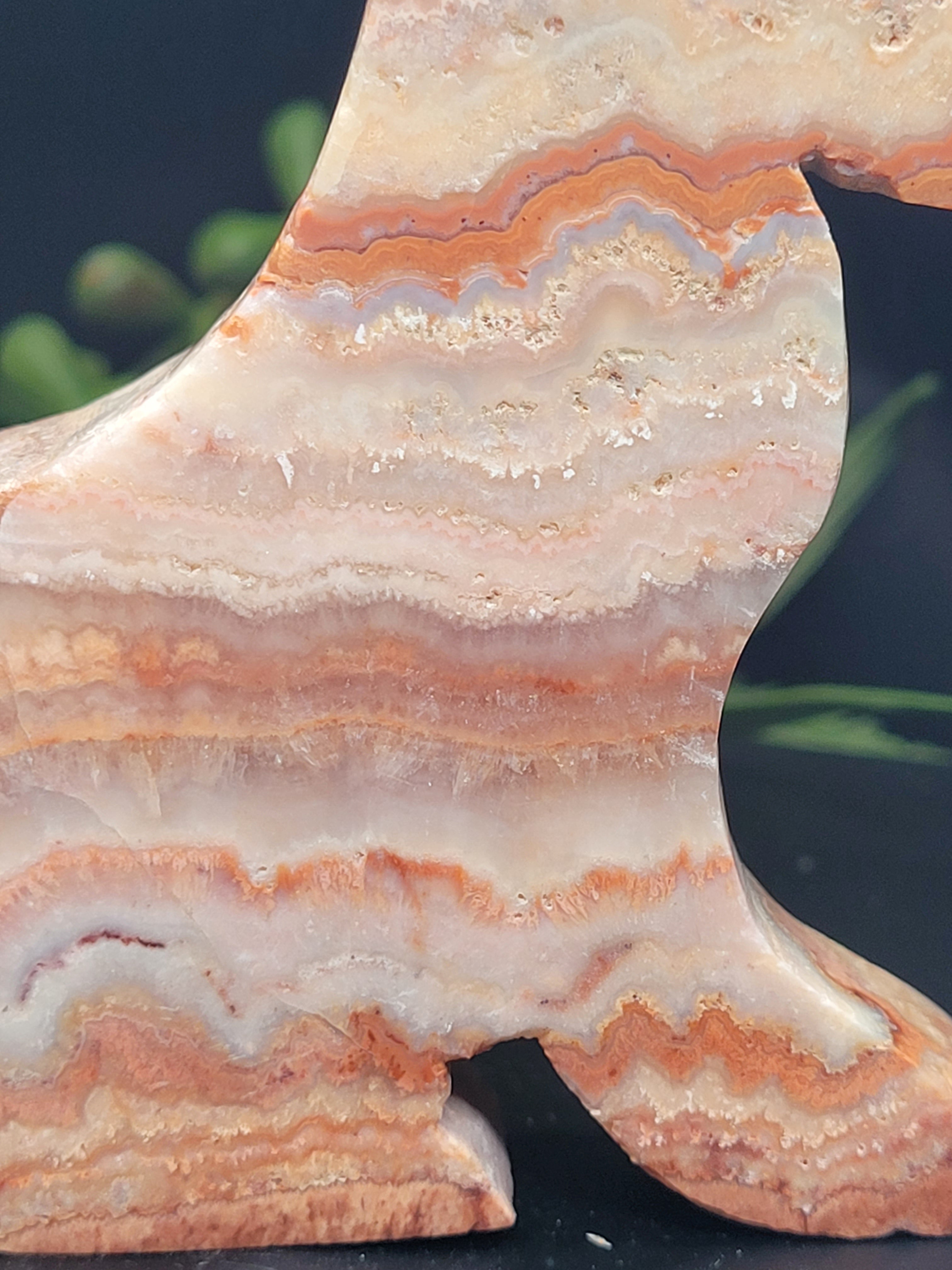 Pink Crazy Lace Agate Fox • Sunset Lace Pattern