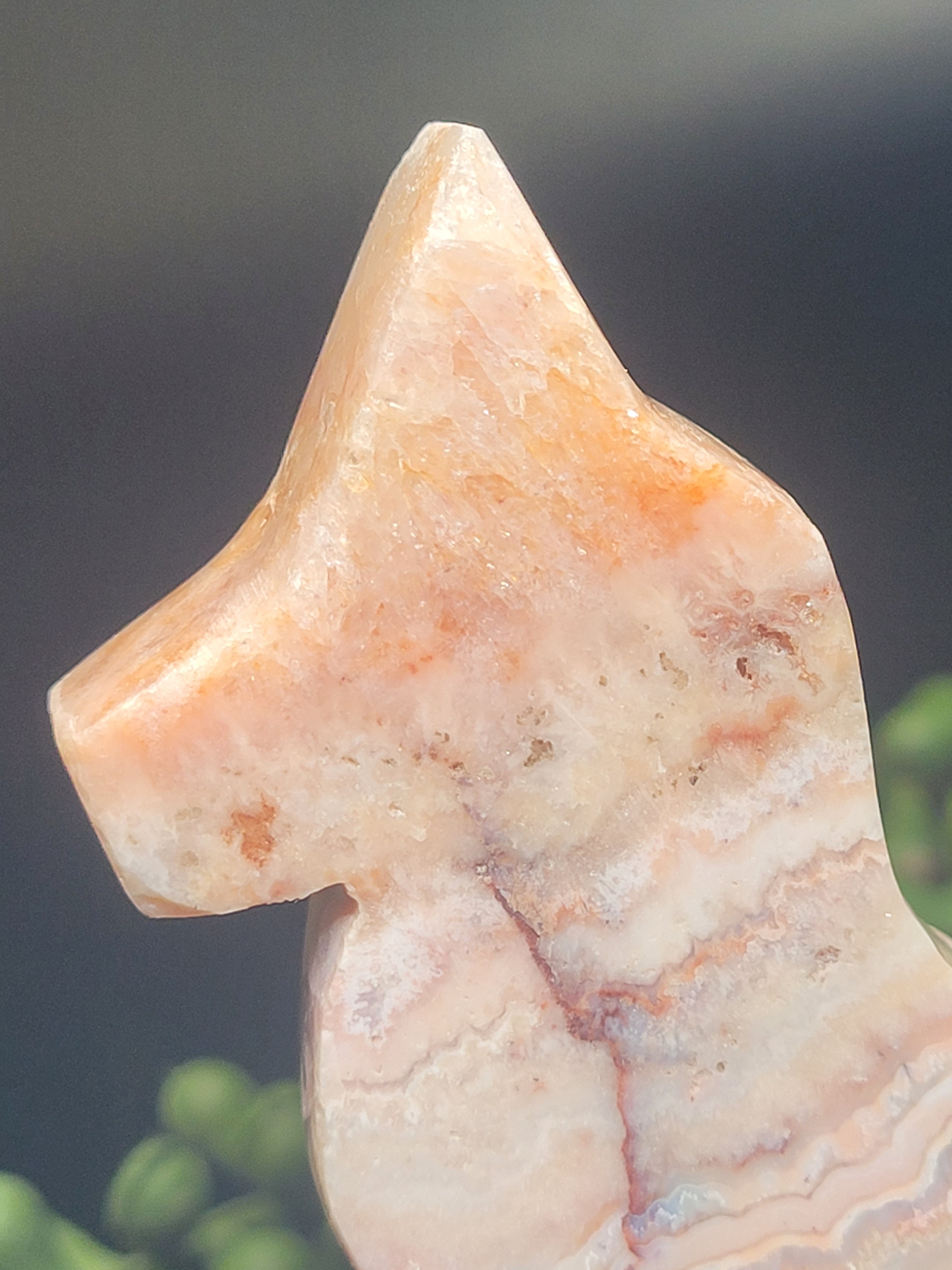 Pink Crazy Lace Agate Fox • Blush Cloud Patterns