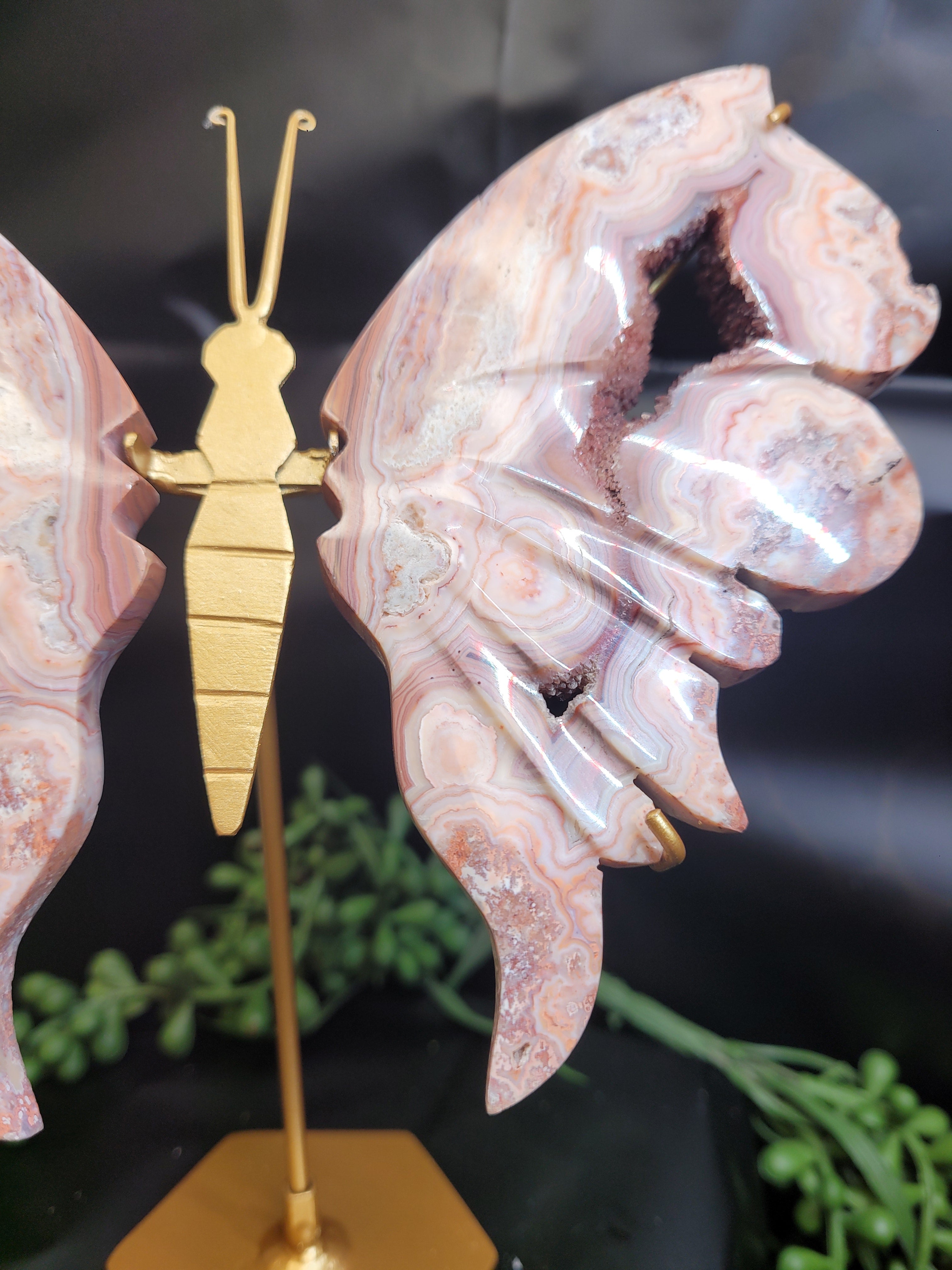 Pink Crazy Lace Agate Butterfly Wings with Druzy