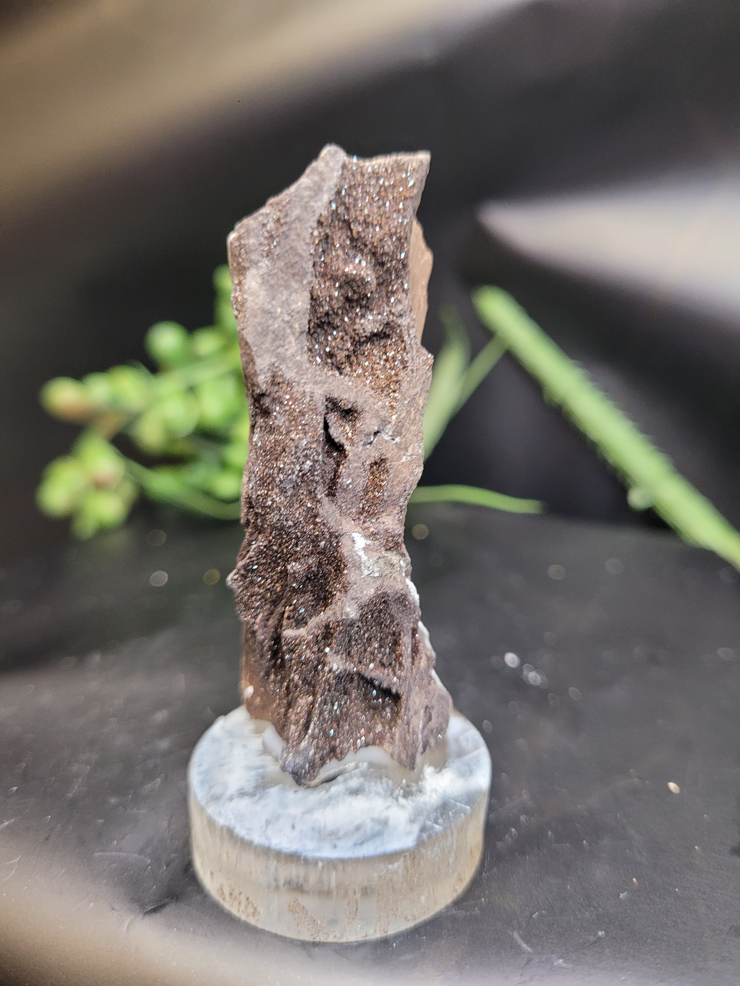Petrified Wood Druzy Specimen on Stand