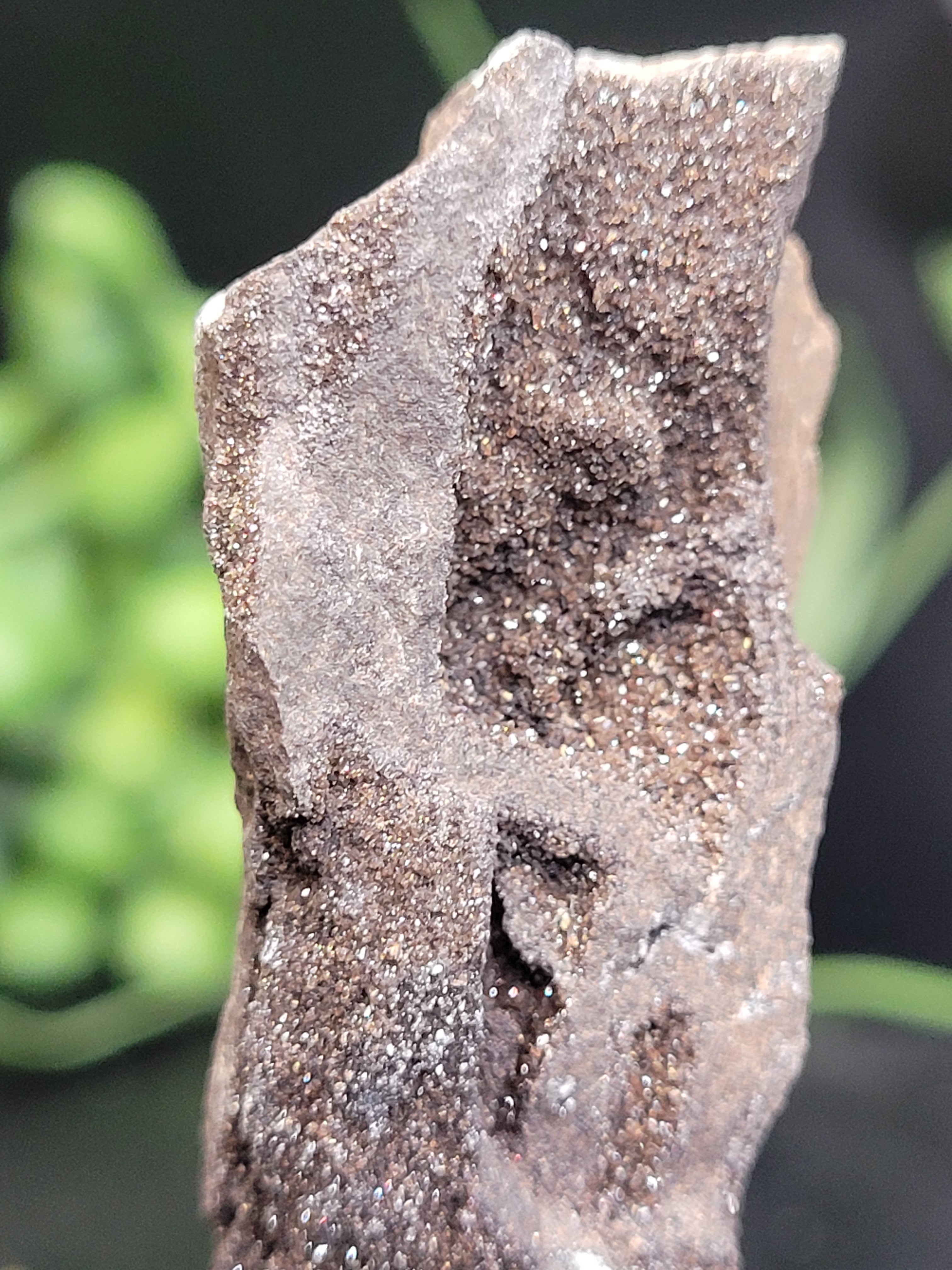 Petrified Wood Druzy Specimen on Stand