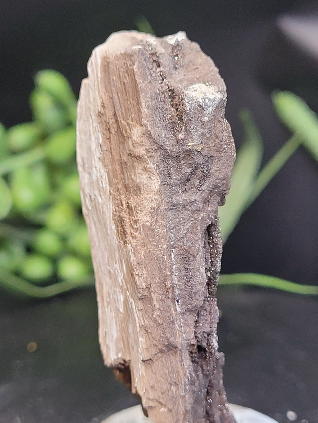 Petrified Wood Druzy Specimen on Stand