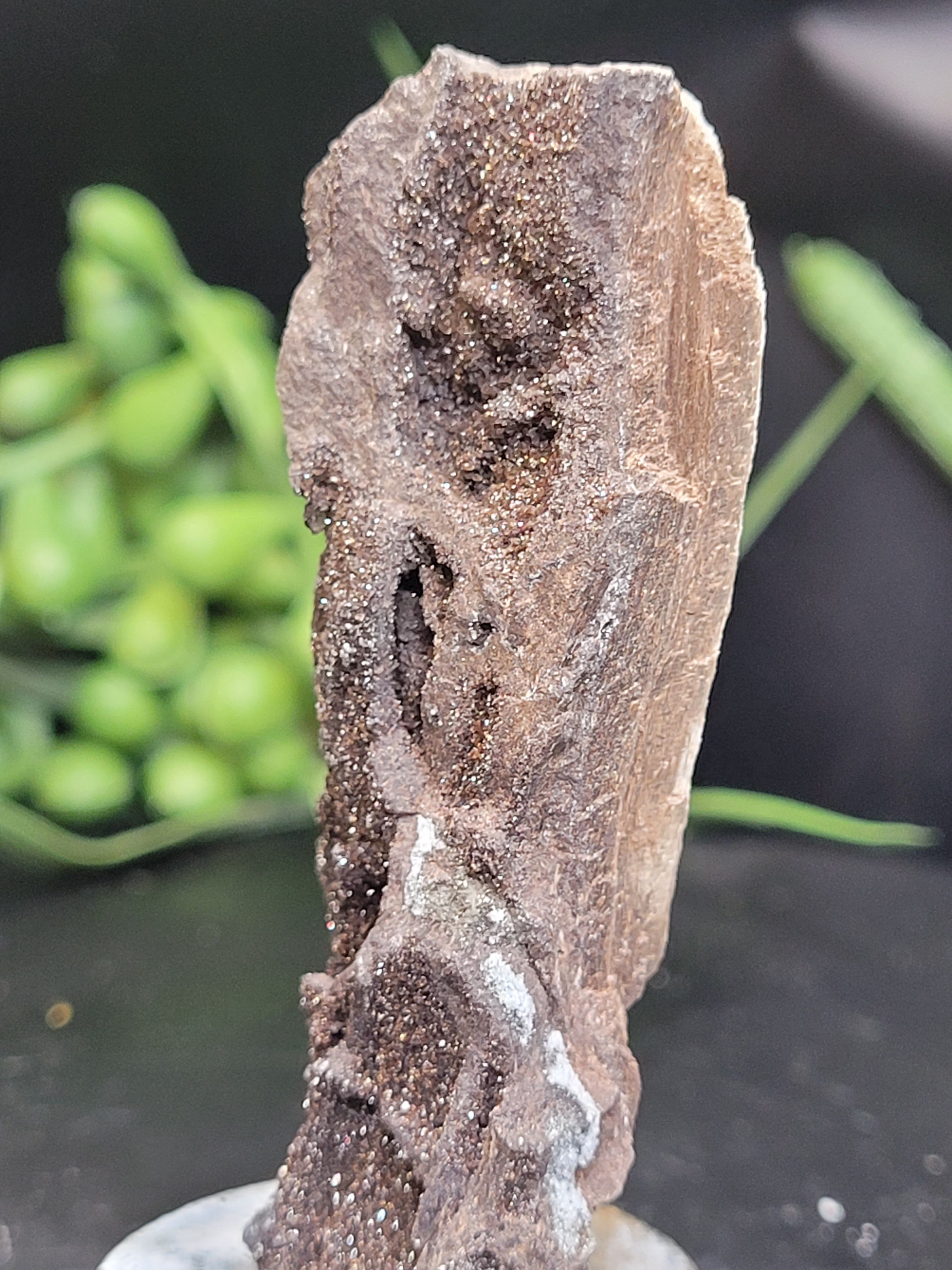 Petrified Wood Druzy Specimen on Stand