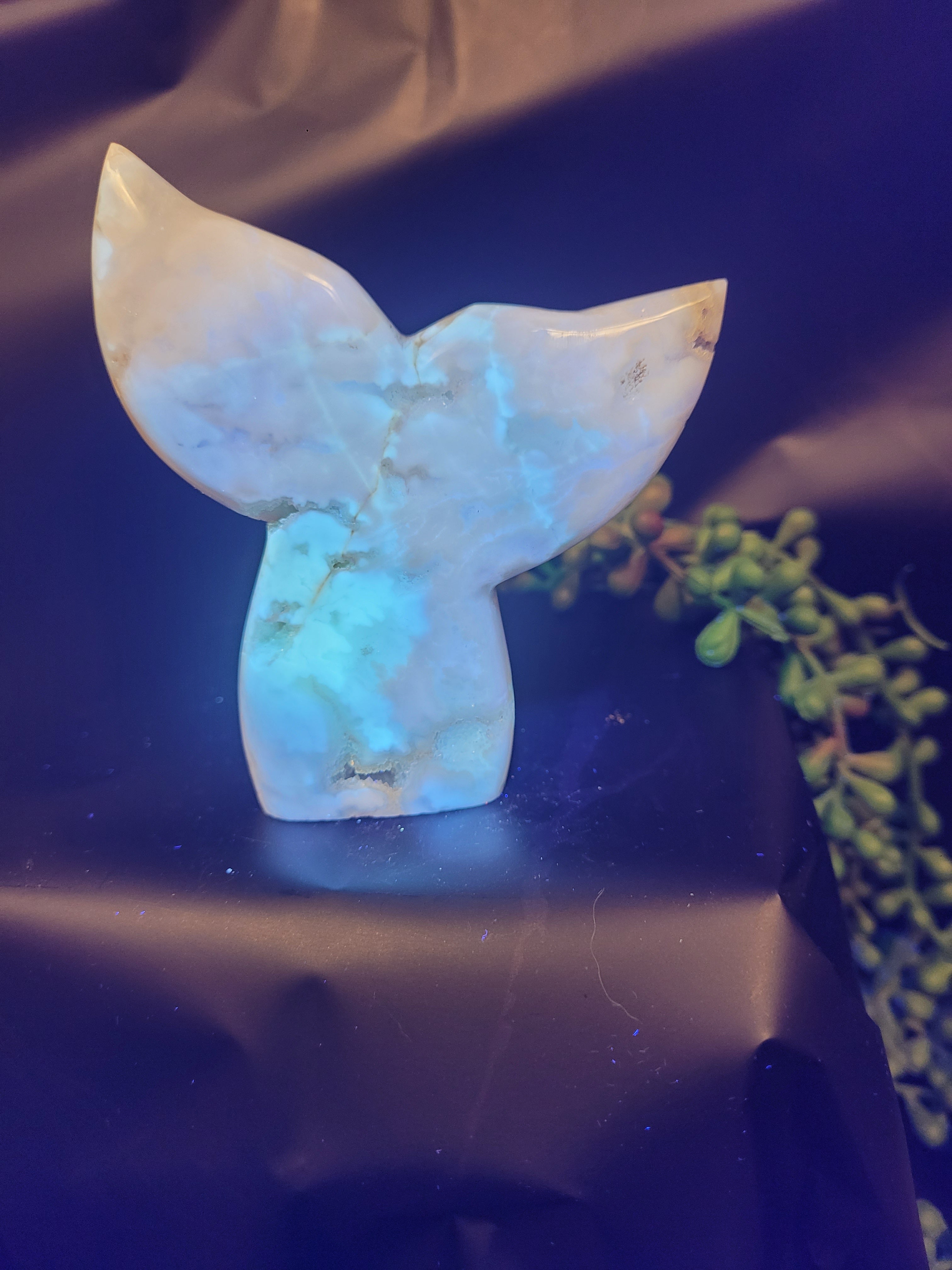 White Plume Agate Whale Tail • Druzy Pocket