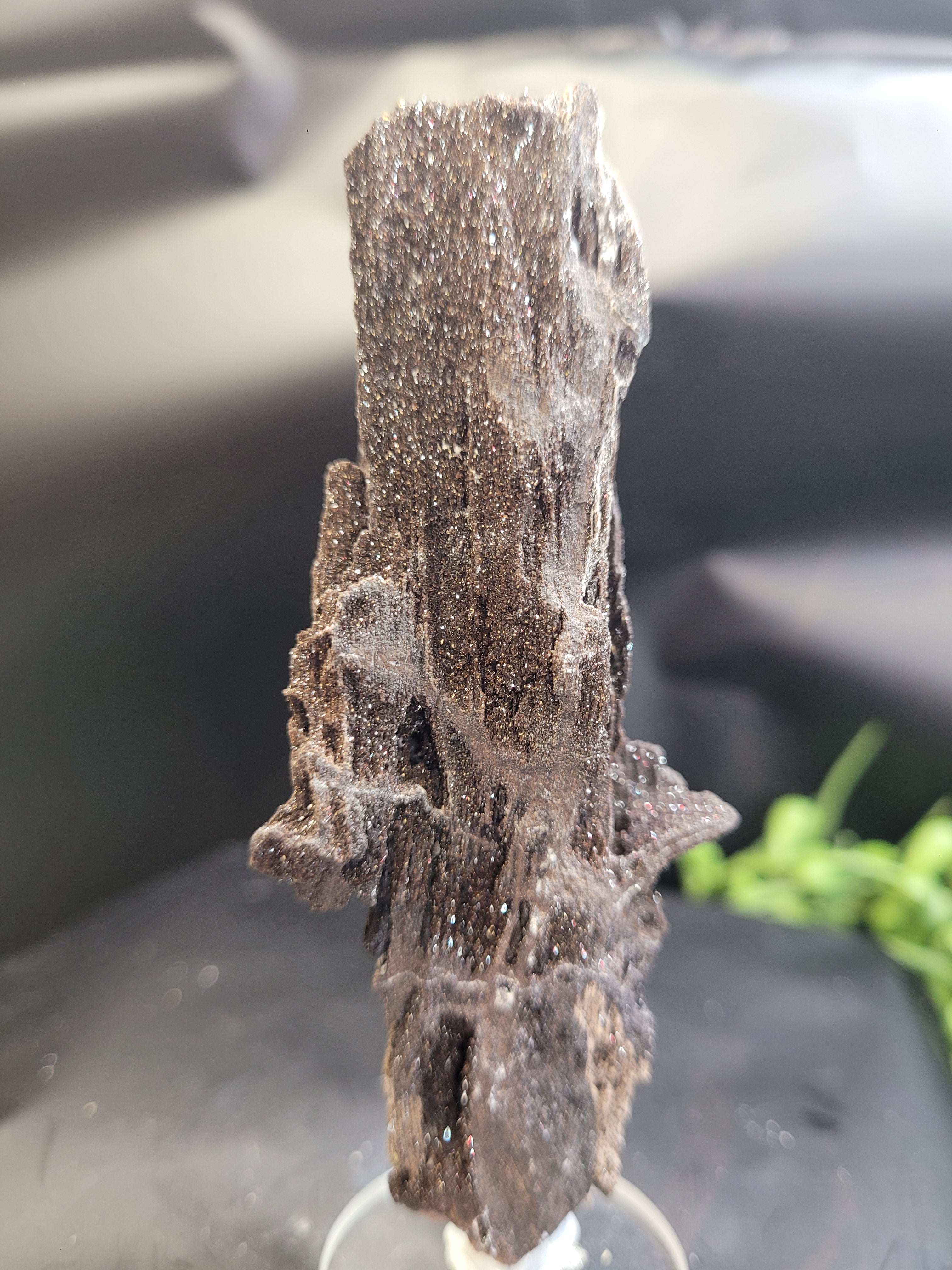 Petrified Wood Specimen • Natural Druzy Quartz
