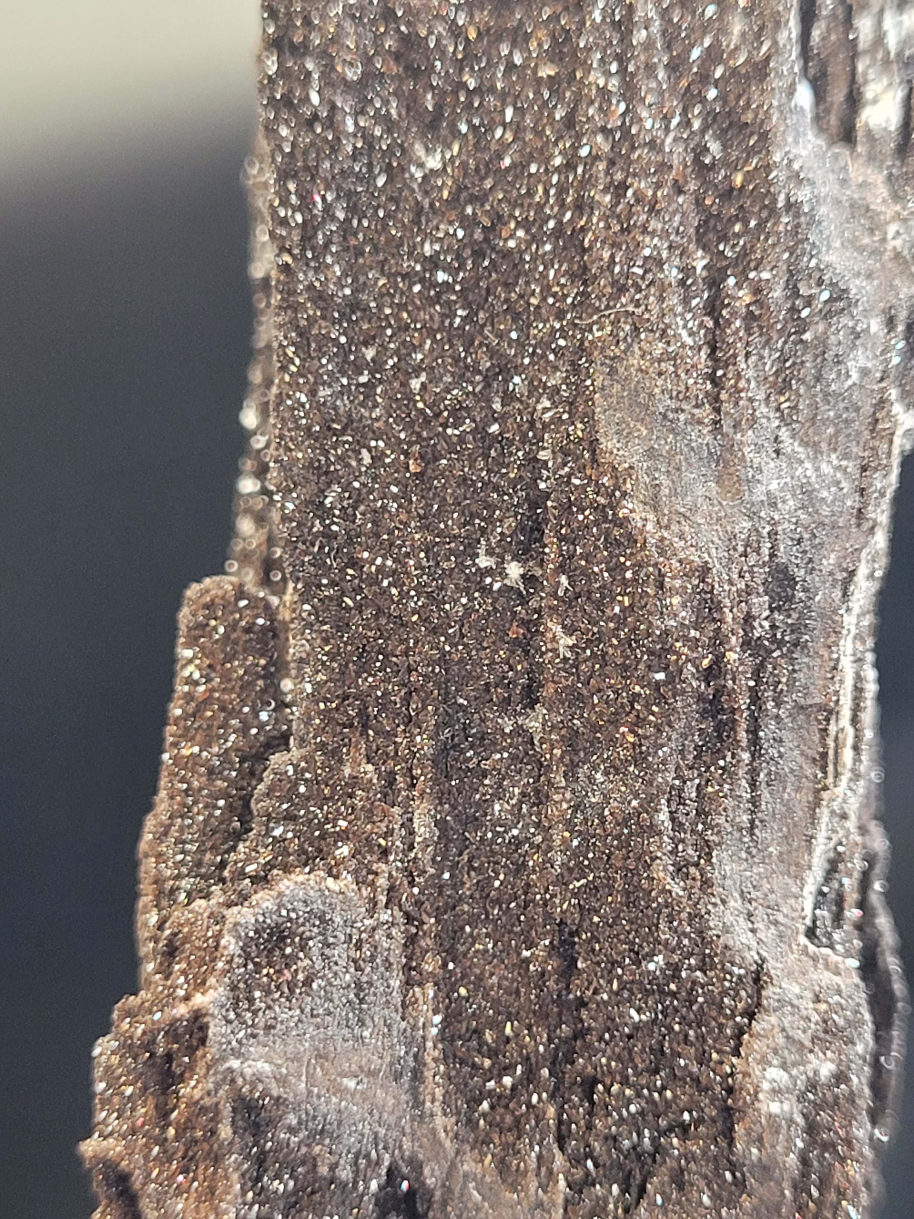 Petrified Wood Specimen • Natural Druzy Quartz