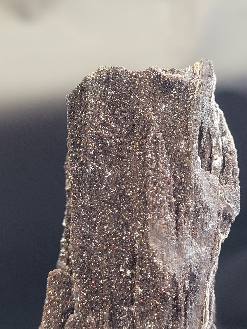 Petrified Wood Specimen • Natural Druzy Quartz
