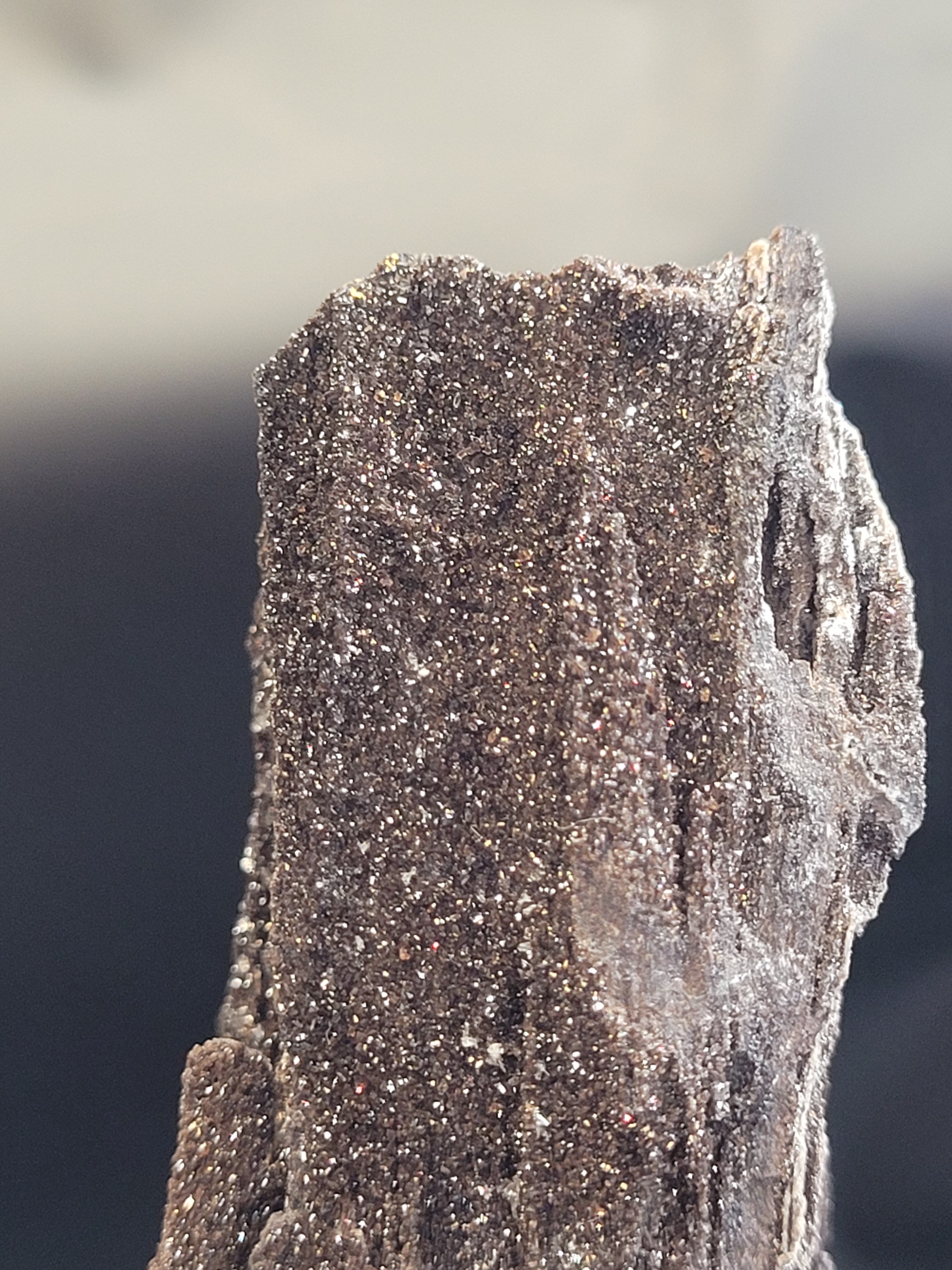 Petrified Wood Specimen • Natural Druzy Quartz