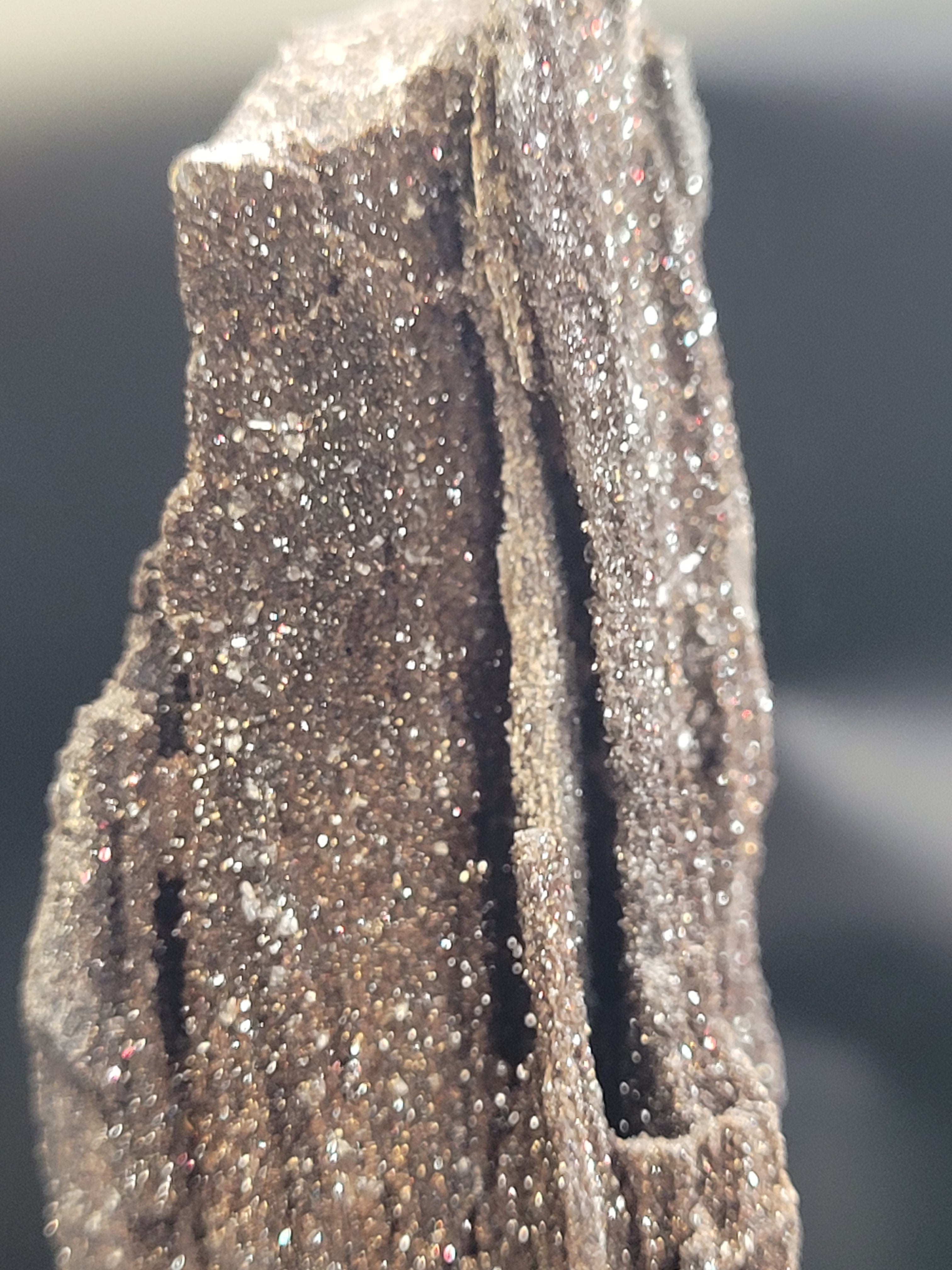 Petrified Wood Specimen • Natural Druzy Quartz
