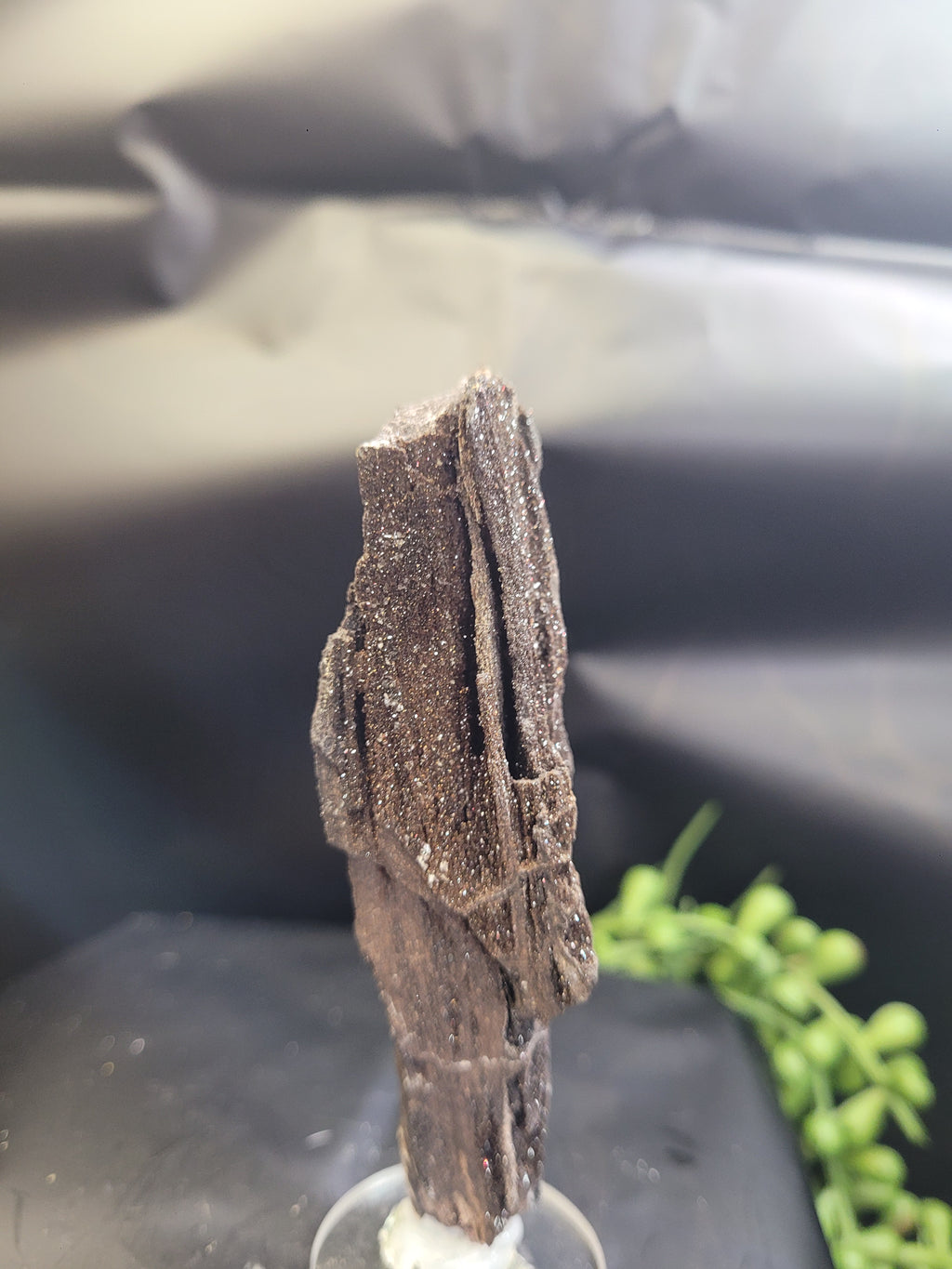 Petrified Wood Specimen • Natural Druzy Quartz