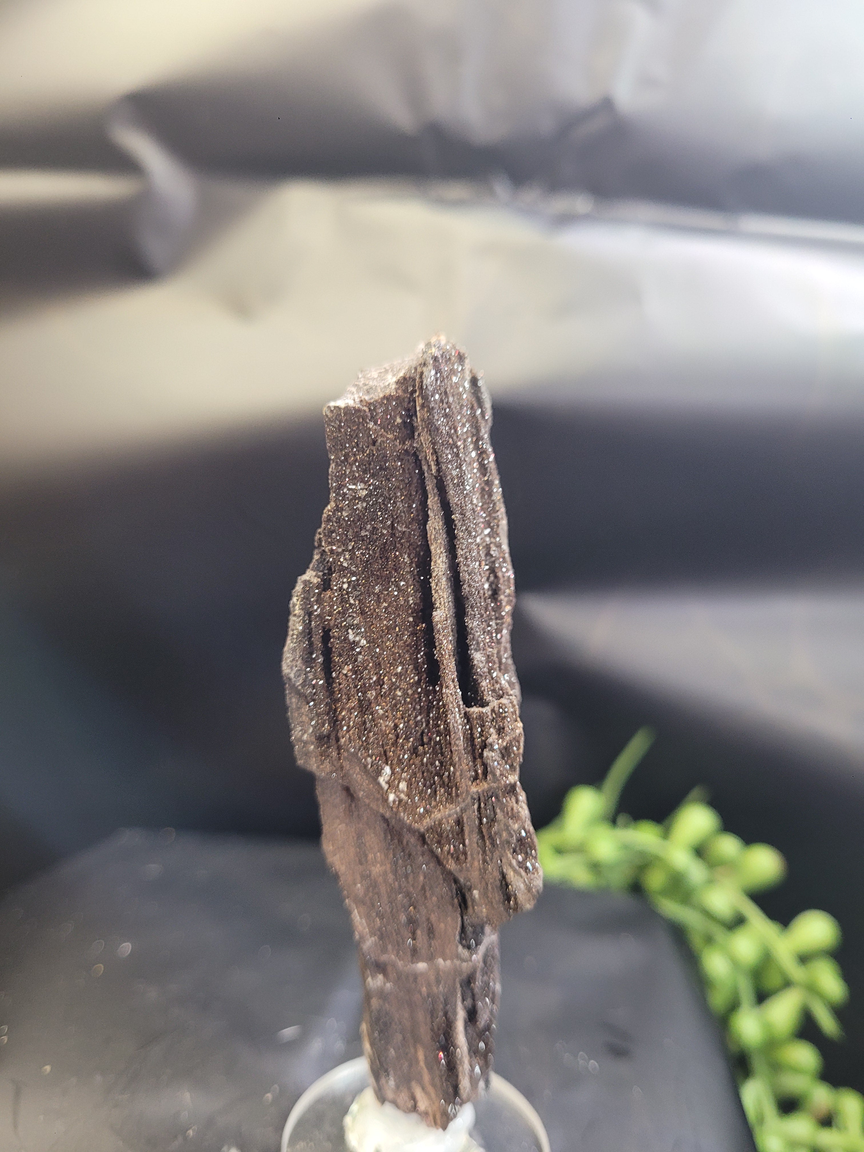 Petrified Wood Specimen • Natural Druzy Quartz
