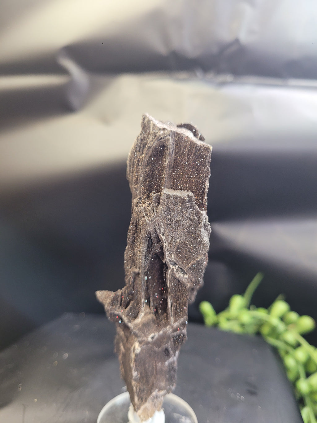 Petrified Wood Specimen • Natural Druzy Quartz