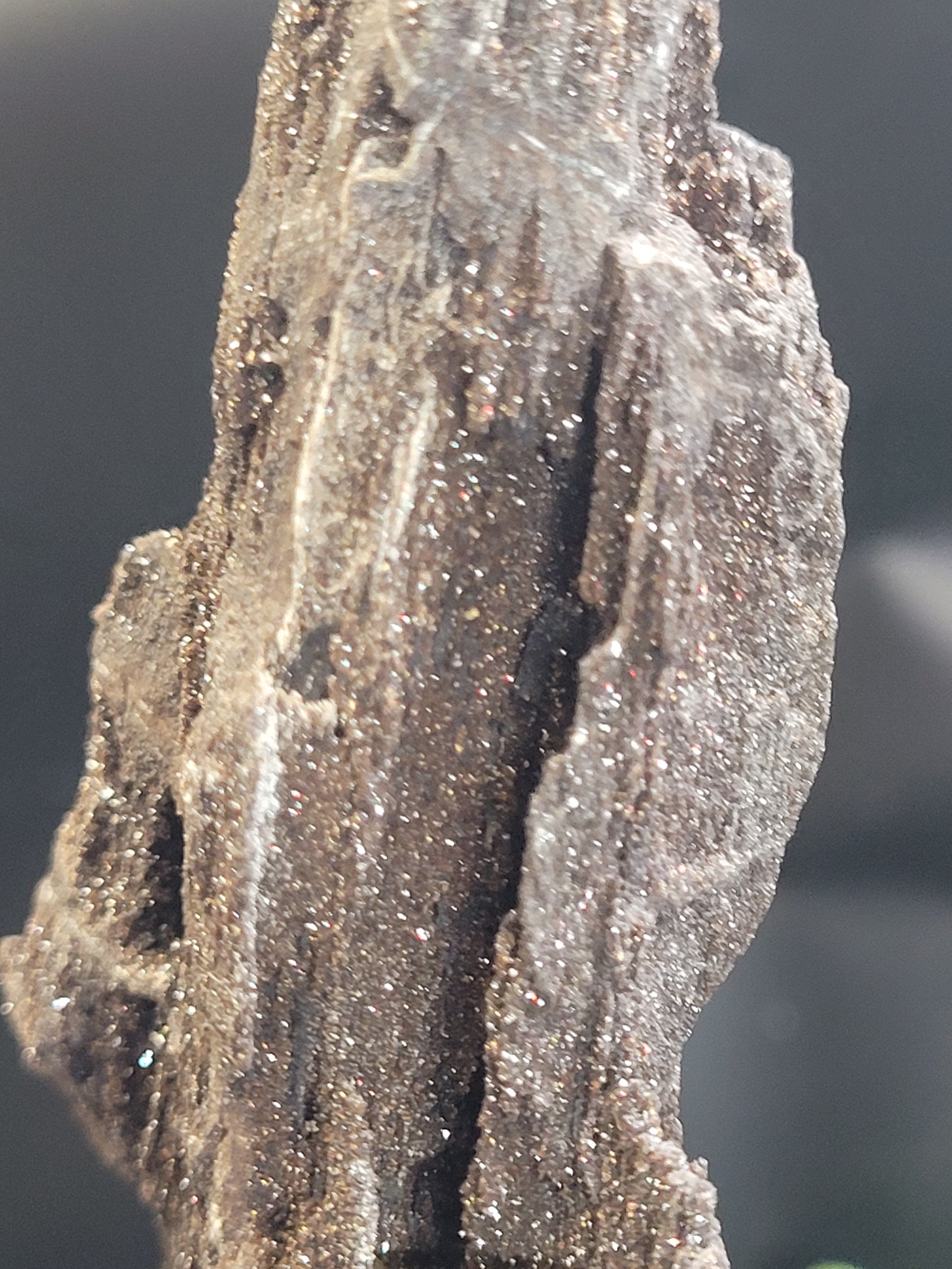 Petrified Wood Specimen • Natural Druzy Quartz