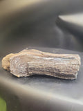 Druzy Petrified Wood Specimen