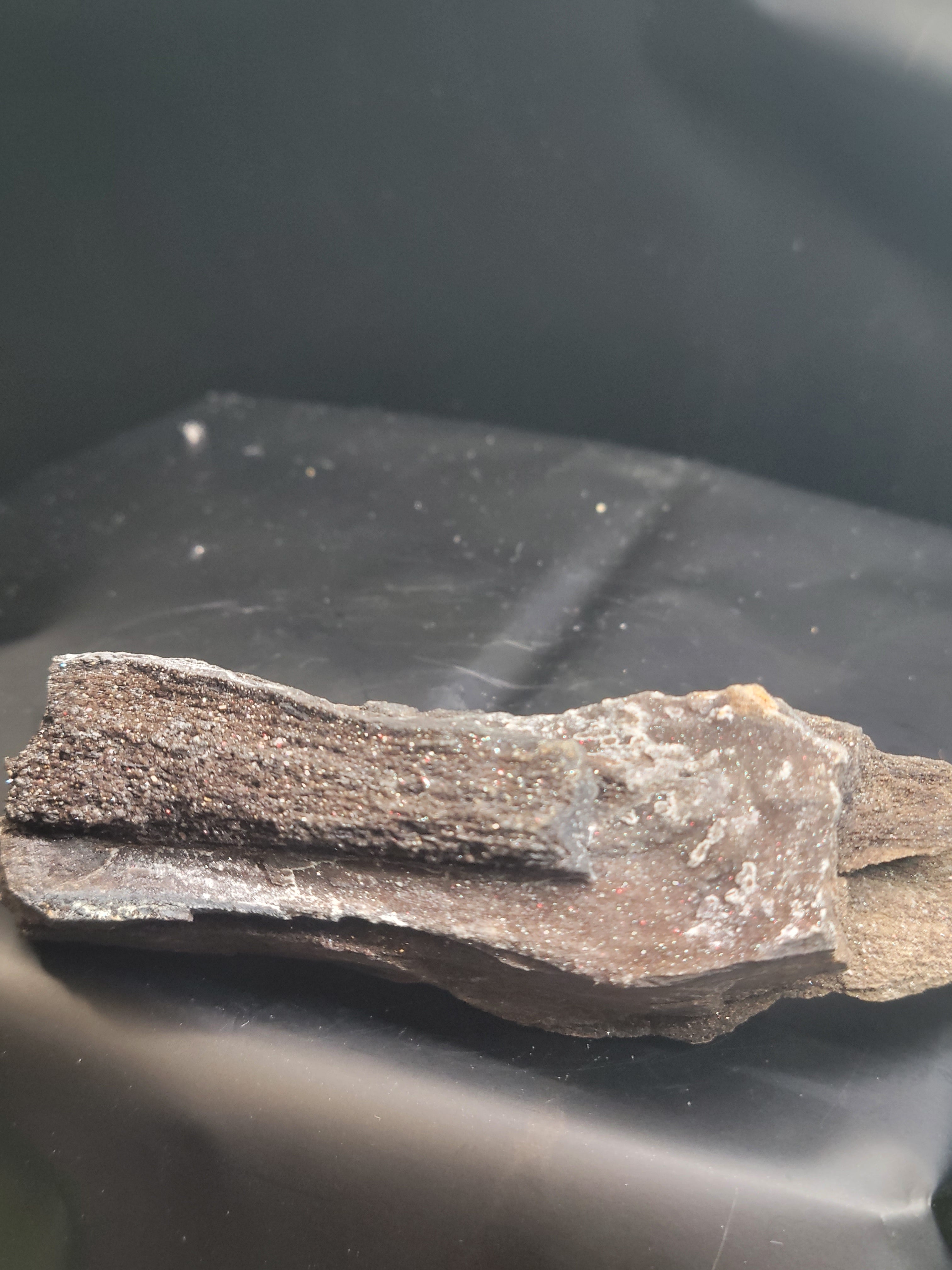 Druzy Petrified Wood Specimen