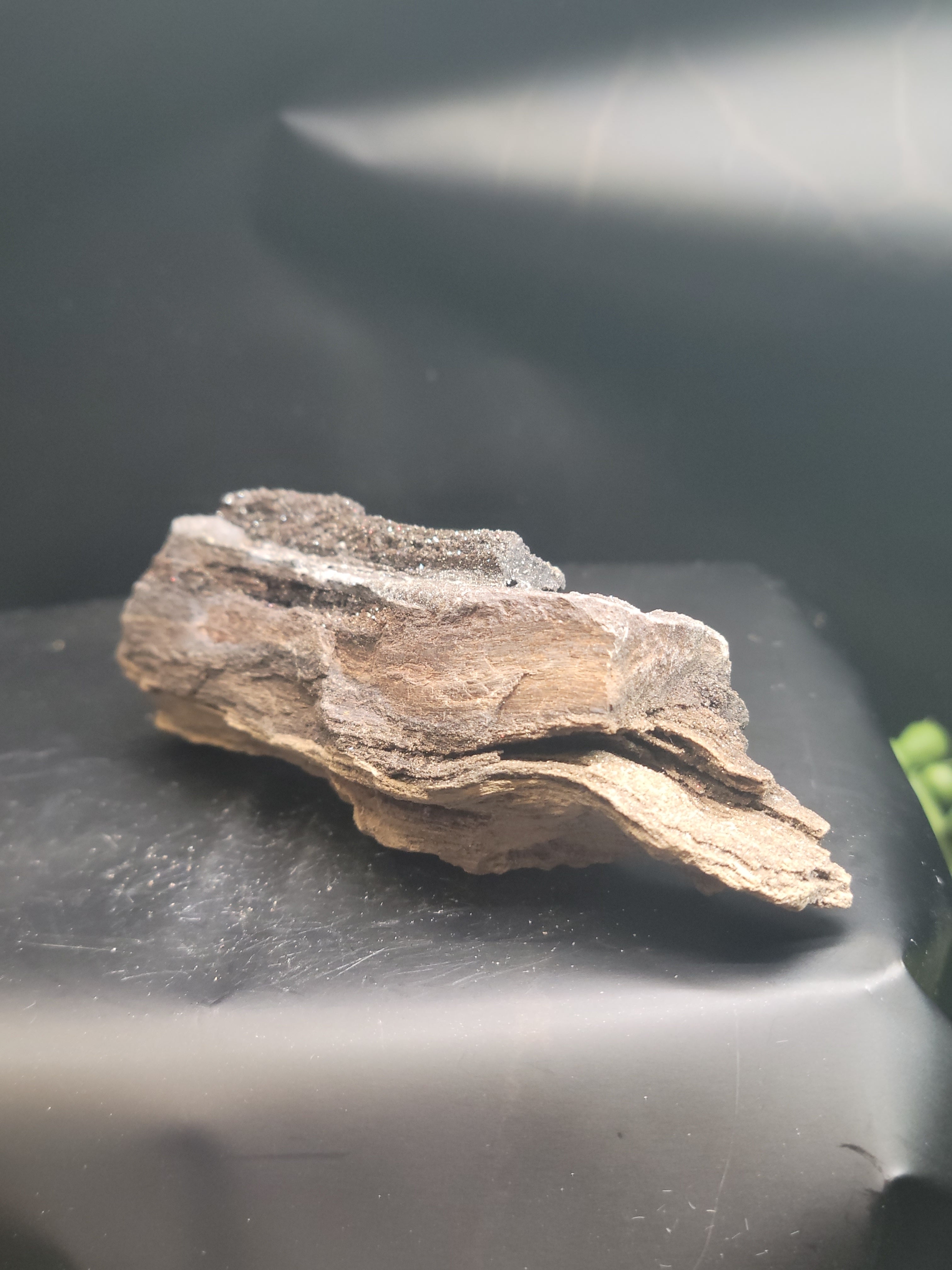 Druzy Petrified Wood Specimen